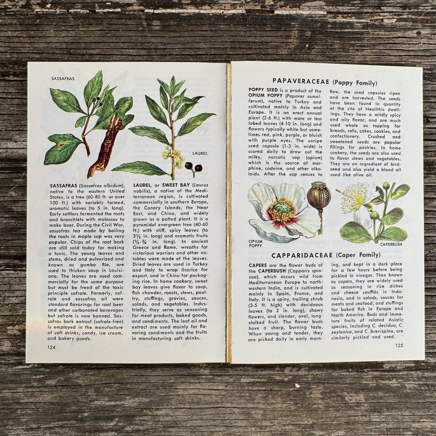 A Golden Guide: Herbs and Spices, 1976 Paperback Field Guide - Pretty Old Books