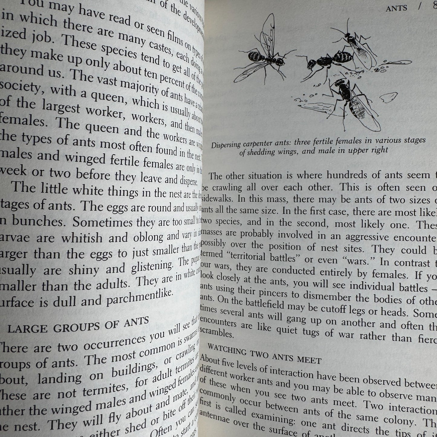 A Guide to Observing Insect Lives, Donald W. Stokes, 1983, Hardcover - Pretty Old Books