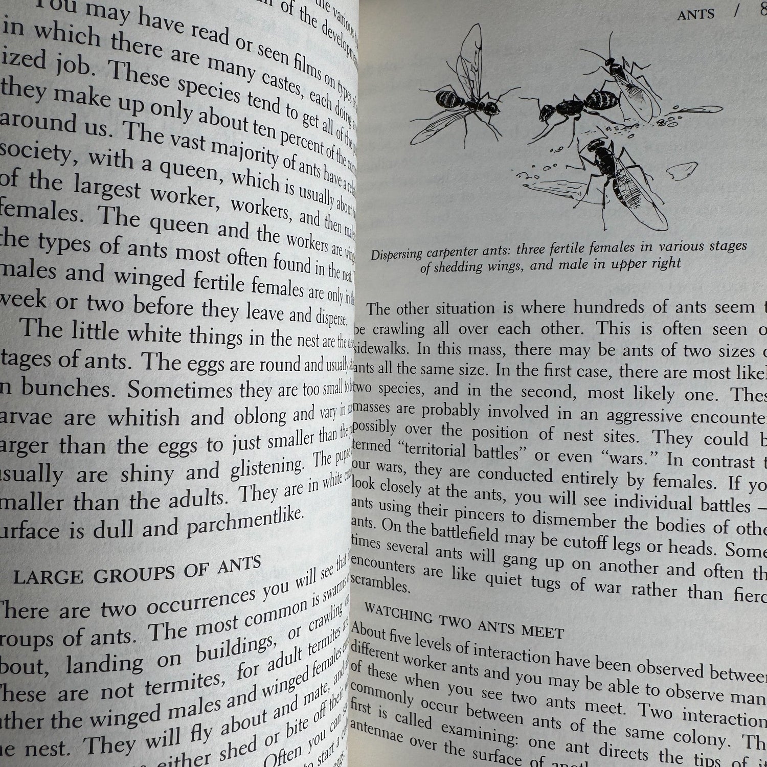 A Guide to Observing Insect Lives, Donald W. Stokes, 1983, Hardcover - Pretty Old Books