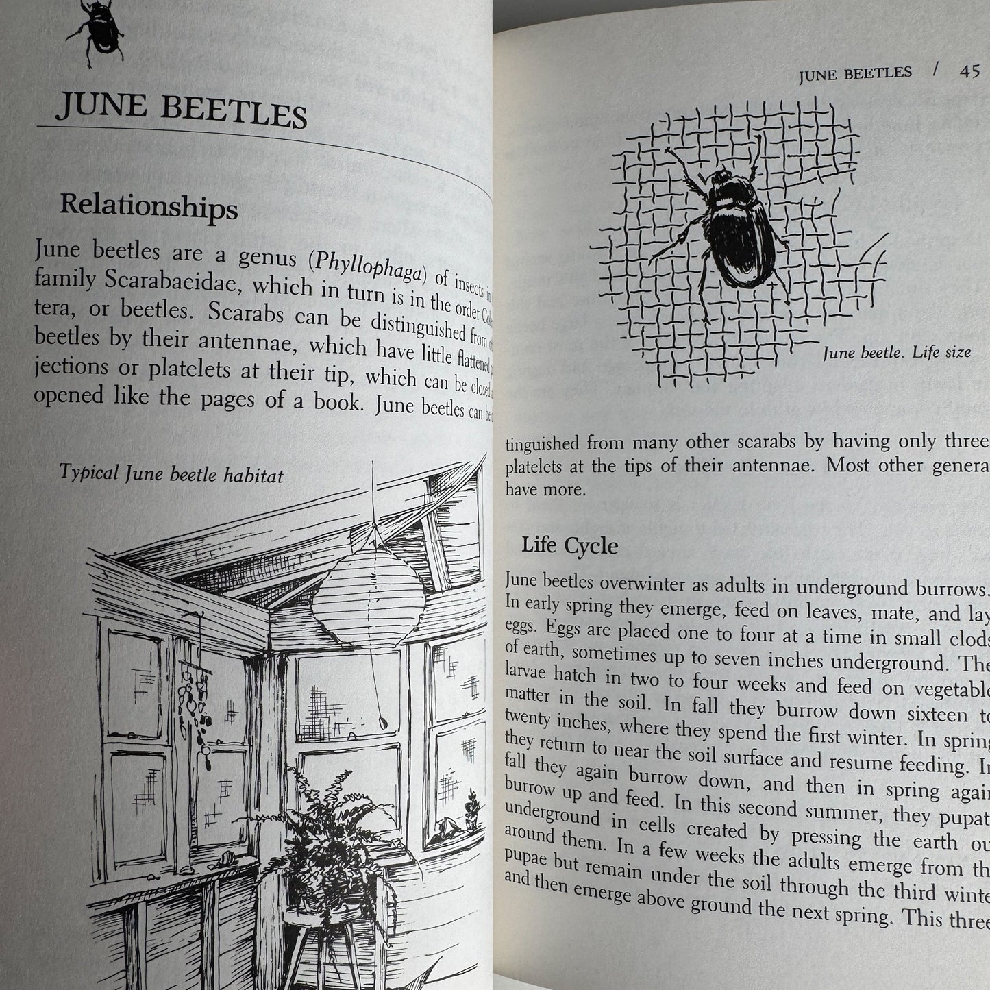 A Guide to Observing Insect Lives, Donald W. Stokes, 1983, Hardcover - Pretty Old Books