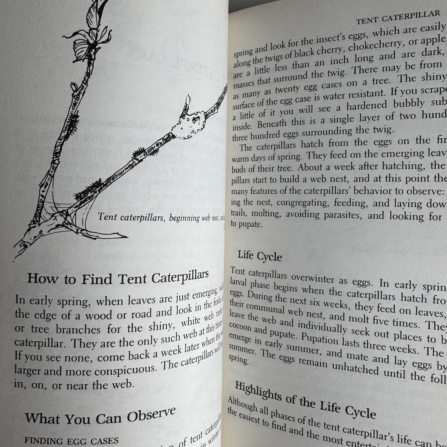 A Guide to Observing Insect Lives, Donald W. Stokes, 1983, Hardcover - Pretty Old Books