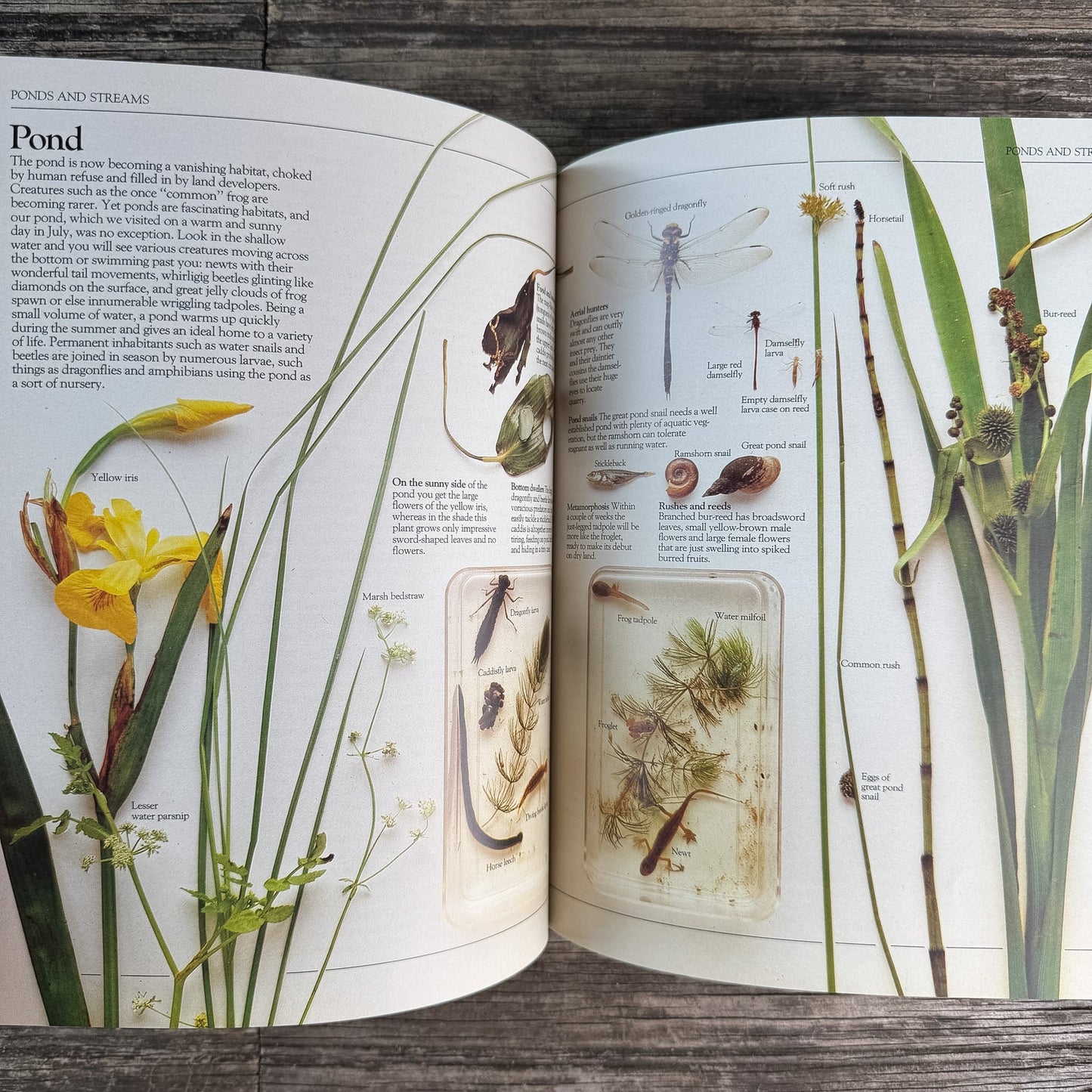 A Practical Guide for the Amateur Naturalist, Gerald Durrell, 1982 - Pretty Old Books