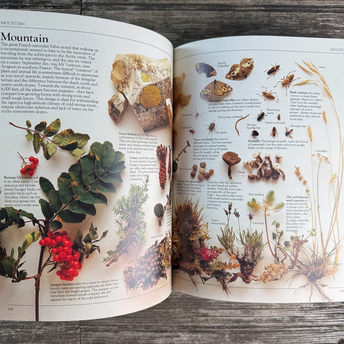 A Practical Guide for the Amateur Naturalist, Gerald Durrell, 1982 - Pretty Old Books