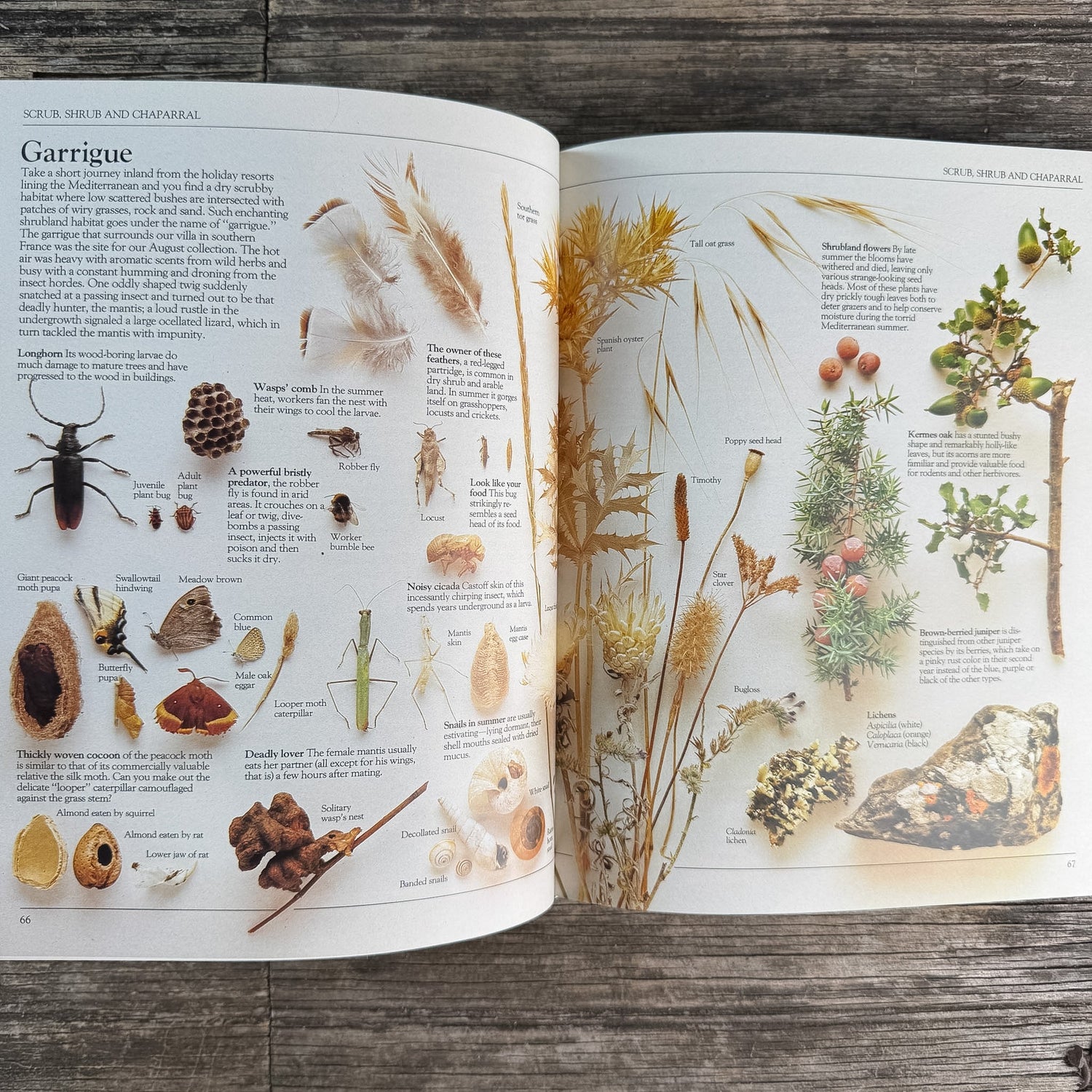 A Practical Guide for the Amateur Naturalist, Gerald Durrell, 1982 - Pretty Old Books