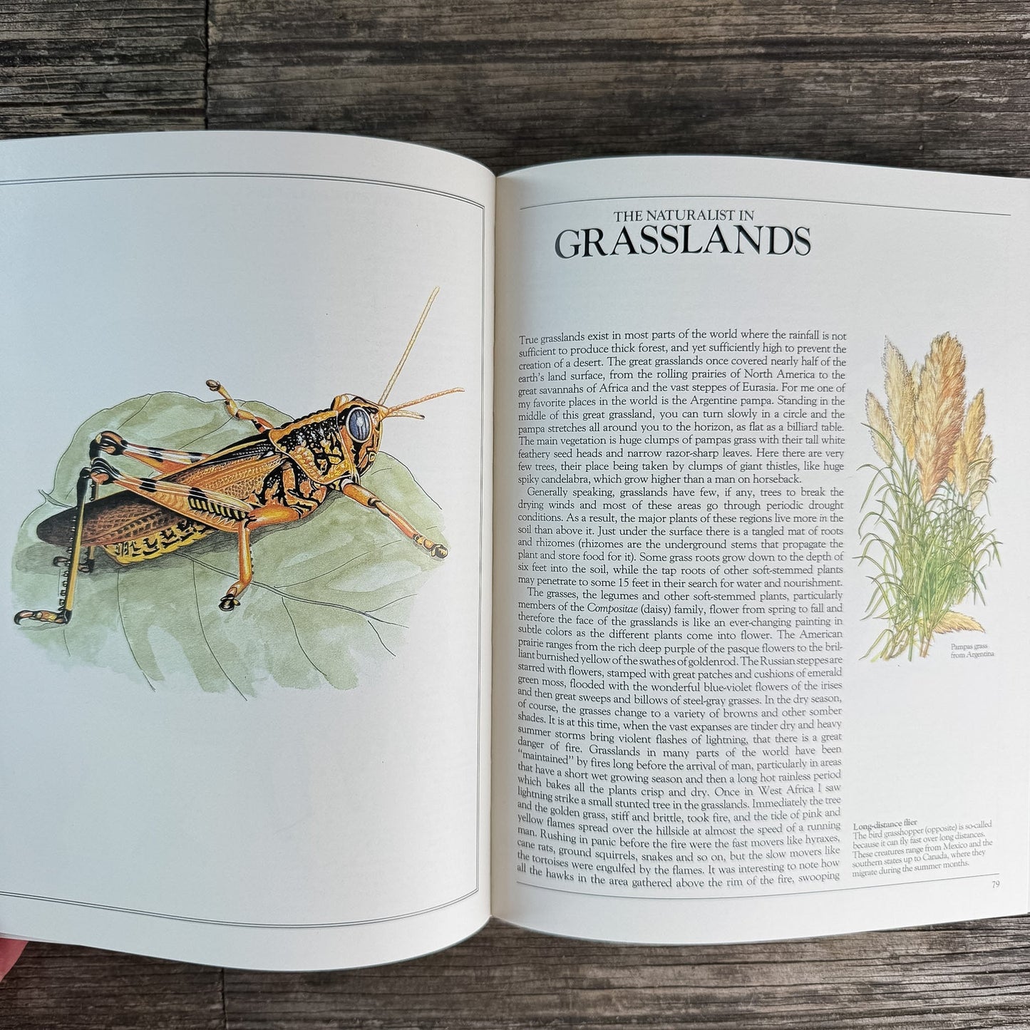 A Practical Guide for the Amateur Naturalist, Gerald Durrell, 1982 - Pretty Old Books