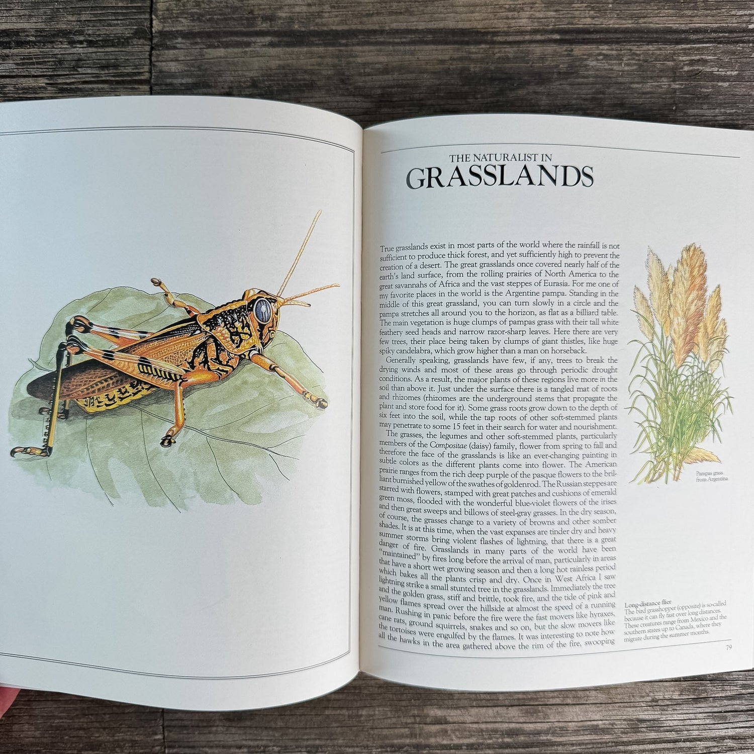 A Practical Guide for the Amateur Naturalist, Gerald Durrell, 1982 - Pretty Old Books