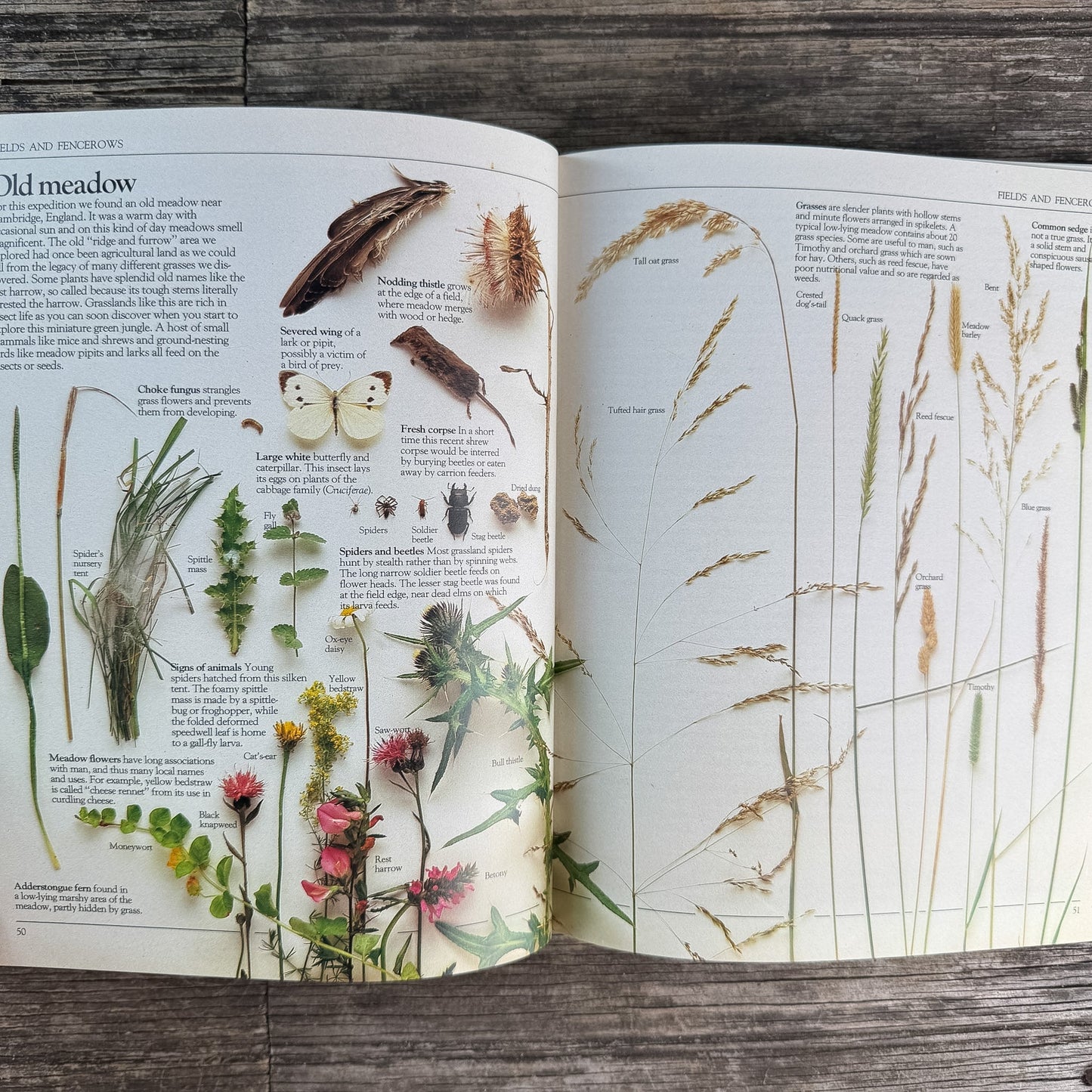 A Practical Guide for the Amateur Naturalist, Gerald Durrell, 1982 - Pretty Old Books