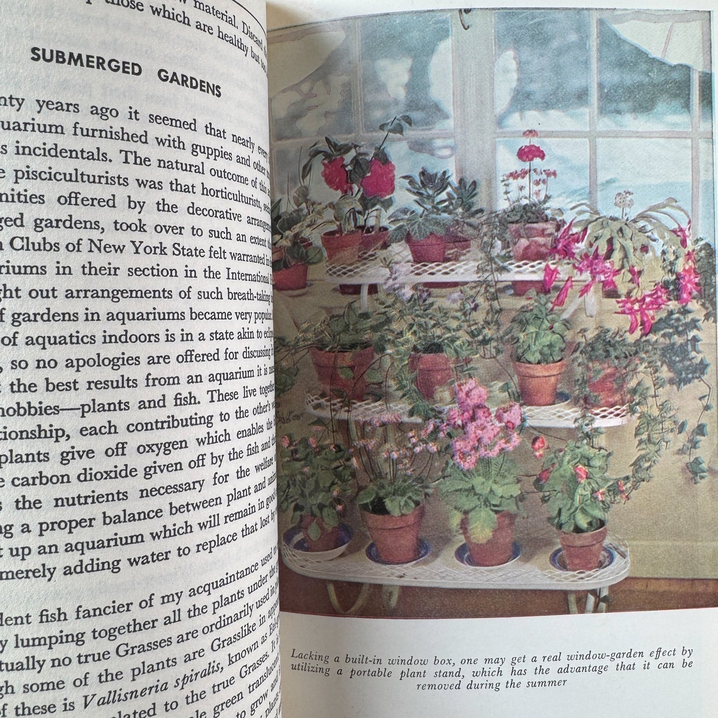 All About House Plants by Montague Free (1946) - Pretty Old Books