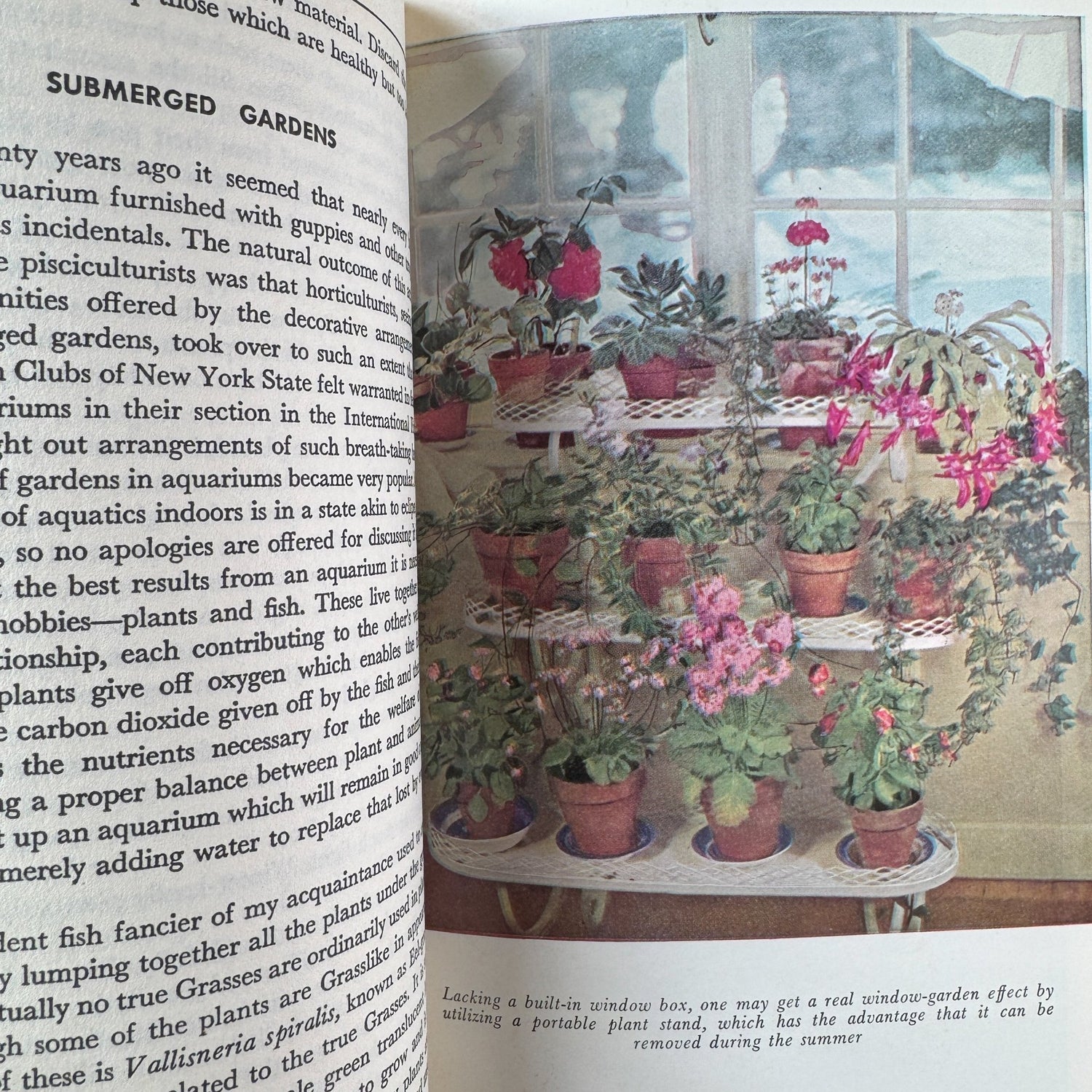 All About House Plants by Montague Free (1946) - Pretty Old Books