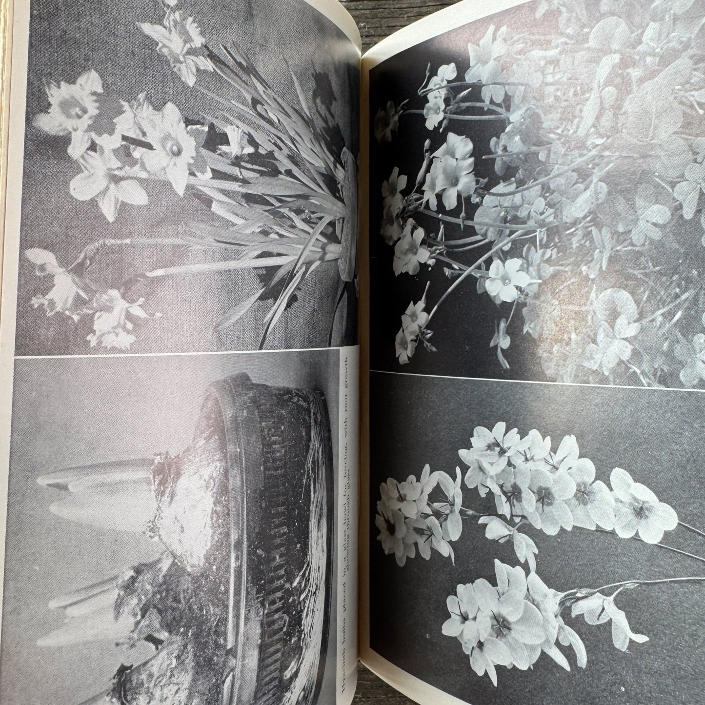 All About House Plants by Montague Free (1946) - Pretty Old Books