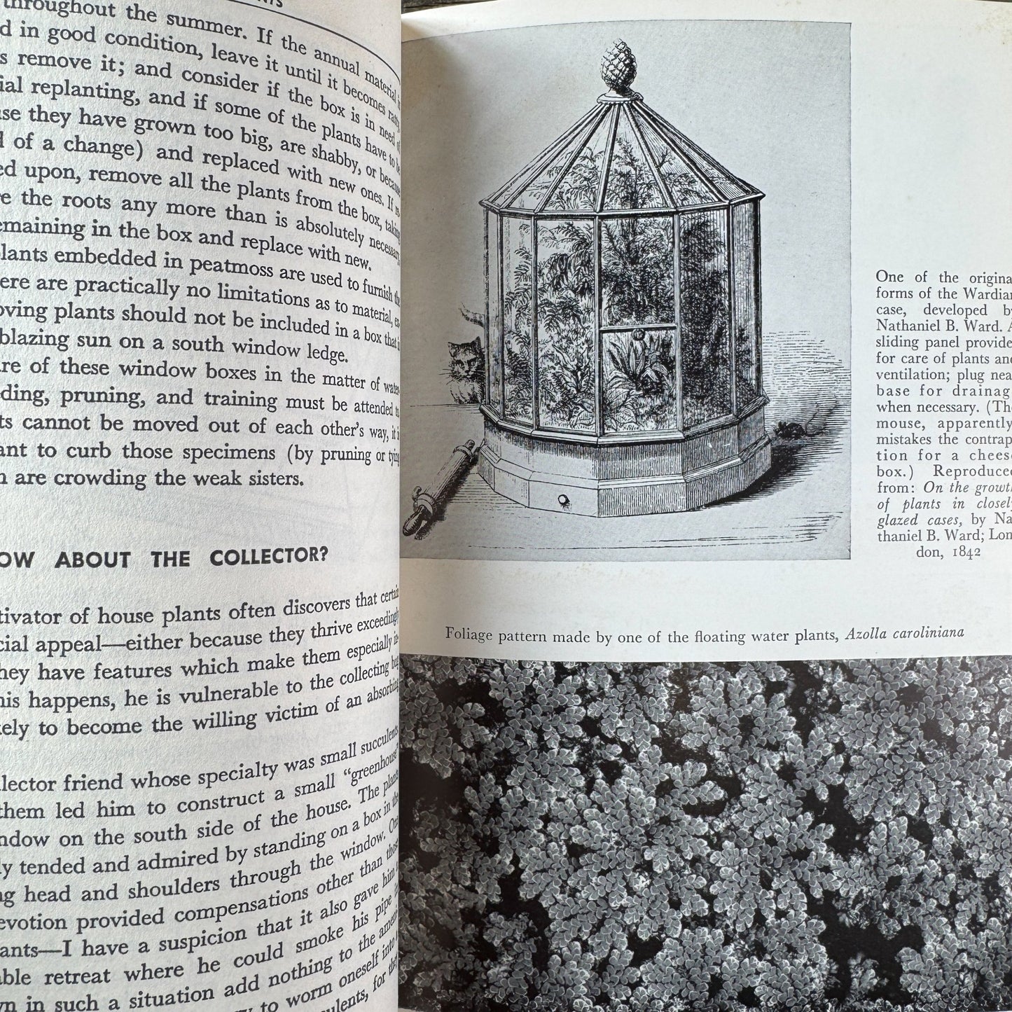 All About House Plants by Montague Free (1946) - Pretty Old Books
