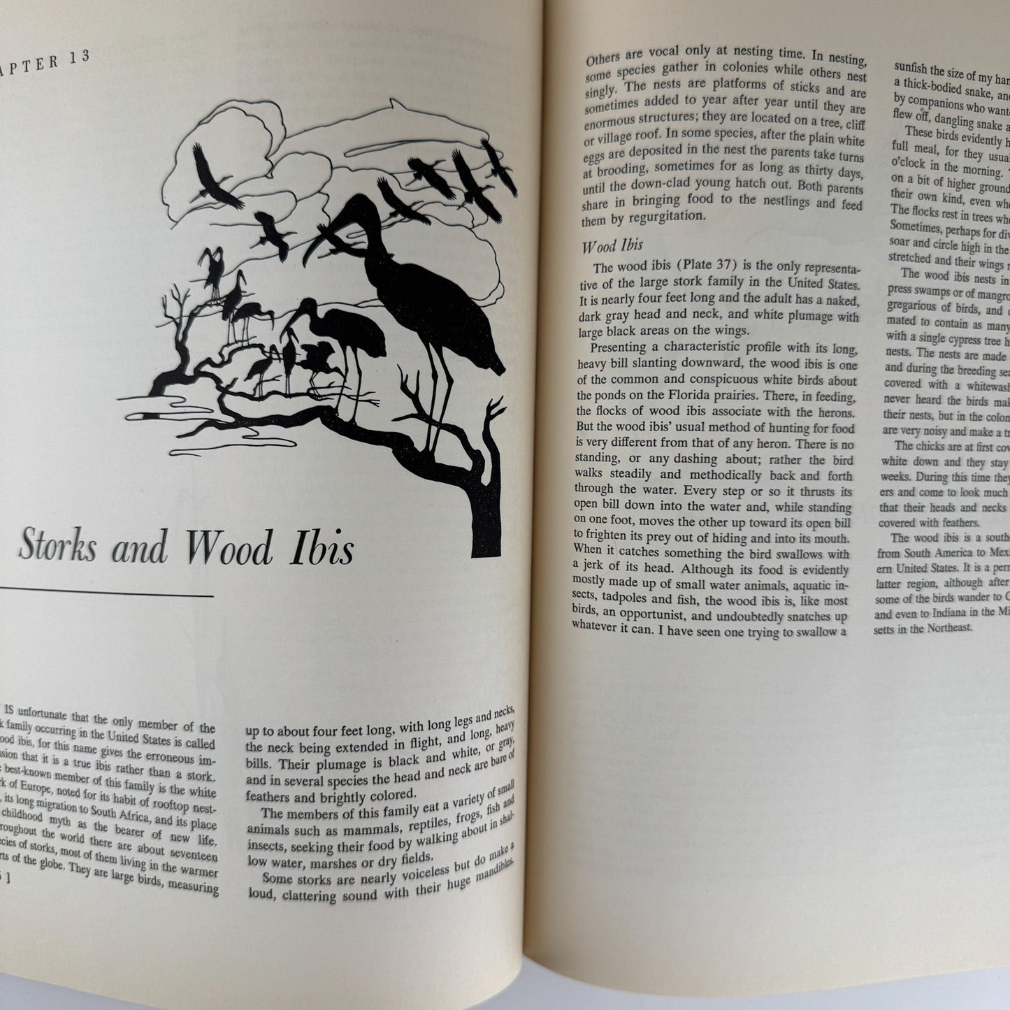 American Water and Game Birds, Austin Rand, 1956, Illustrated in Color - Pretty Old Books