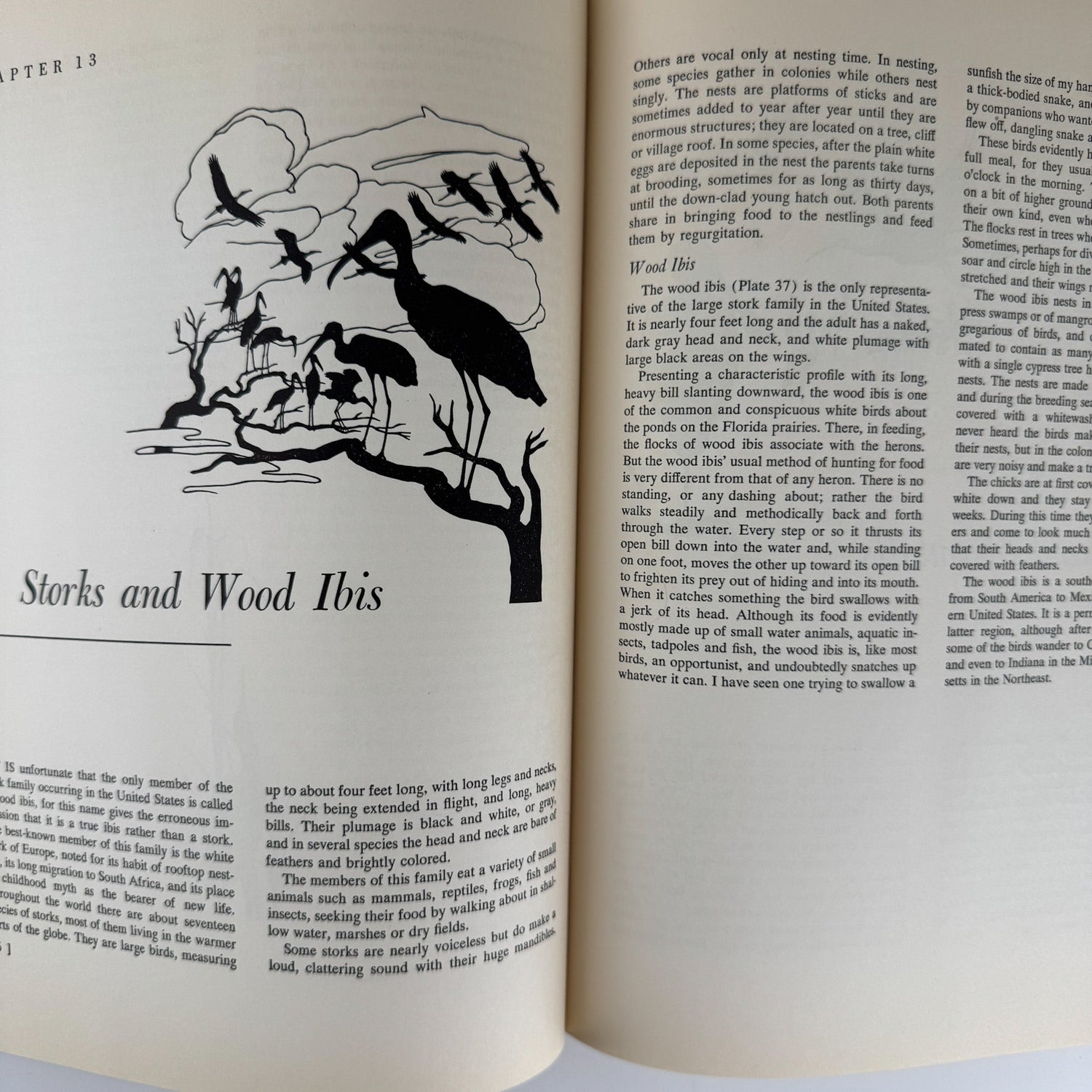 American Water and Game Birds, Austin Rand, 1956, Illustrated in Color - Pretty Old Books