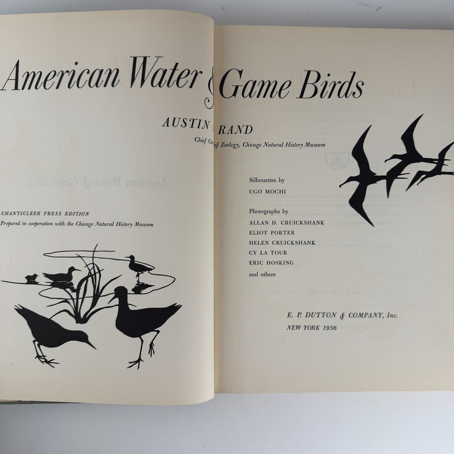 American Water and Game Birds, Austin Rand, 1956, Illustrated in Color - Pretty Old Books