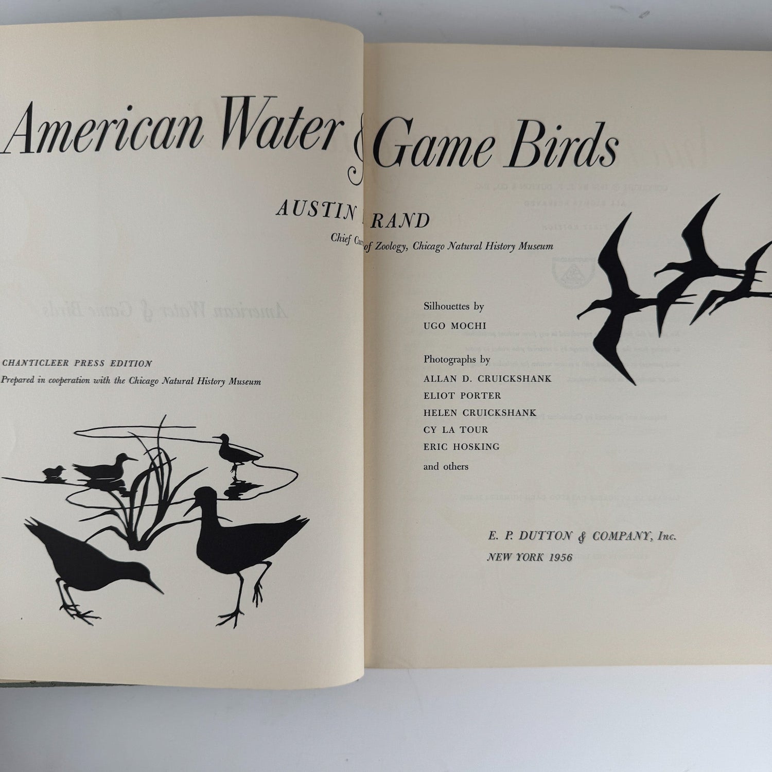 American Water and Game Birds, Austin Rand, 1956, Illustrated in Color - Pretty Old Books