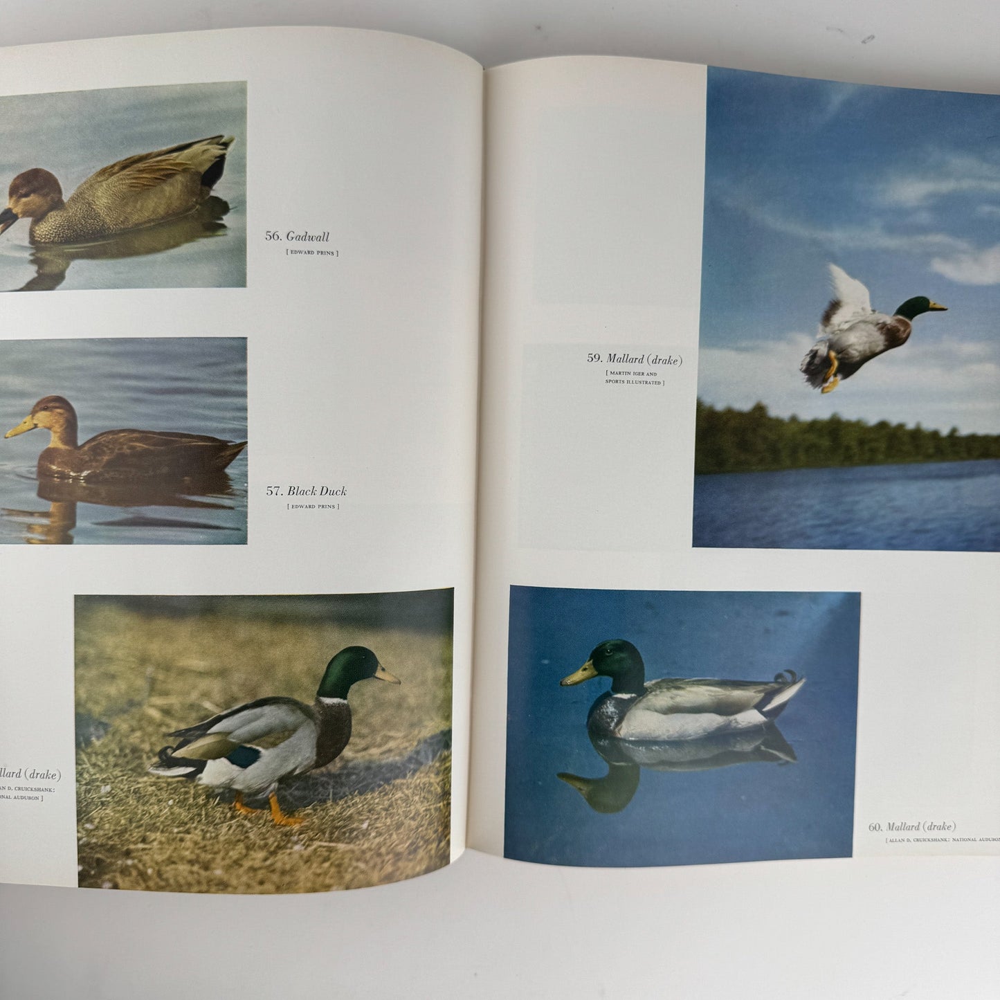 American Water and Game Birds, Austin Rand, 1956, Illustrated in Color - Pretty Old Books