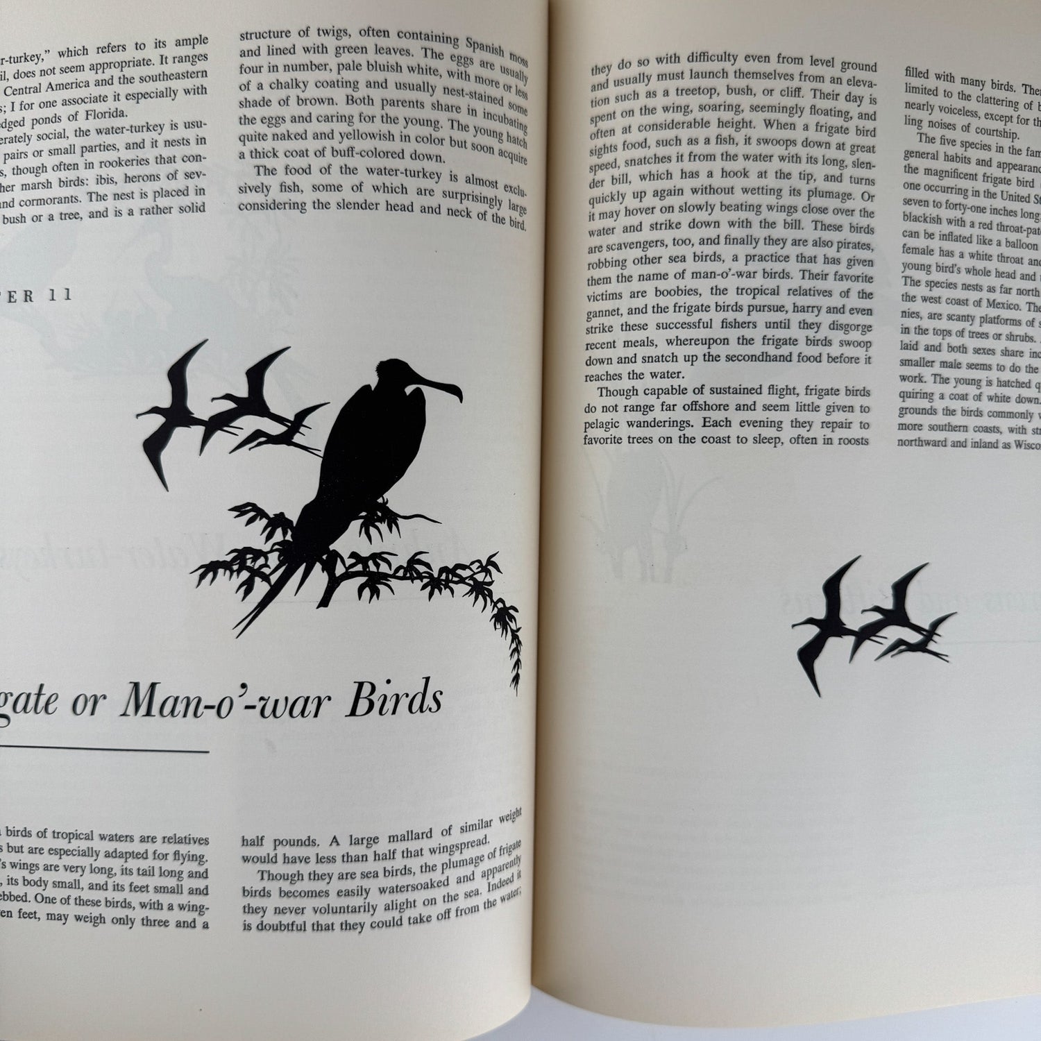 American Water and Game Birds, Austin Rand, 1956, Illustrated in Color - Pretty Old Books