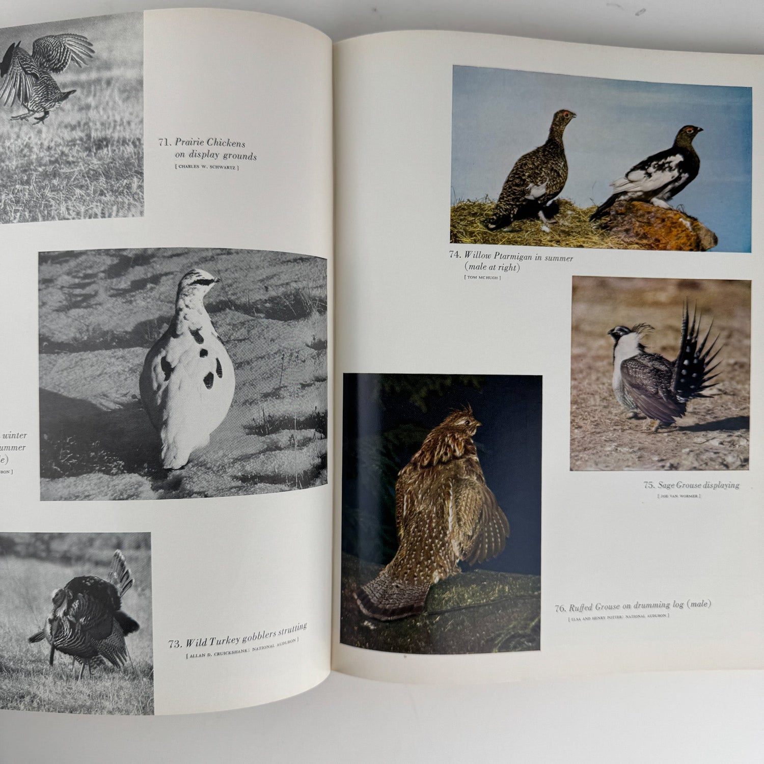 American Water and Game Birds, Austin Rand, 1956, Illustrated in Color - Pretty Old Books