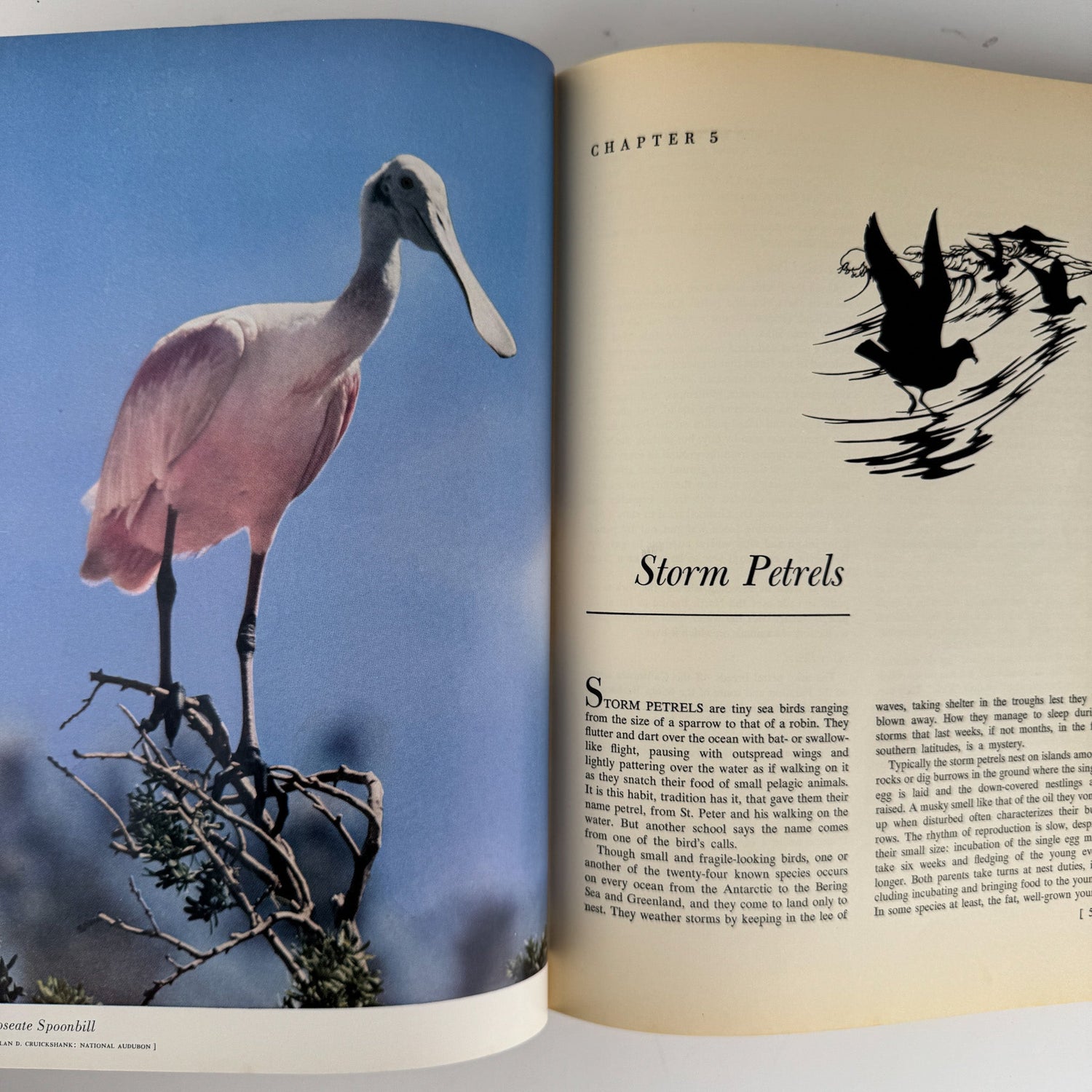 American Water and Game Birds, Austin Rand, 1956, Illustrated in Color - Pretty Old Books