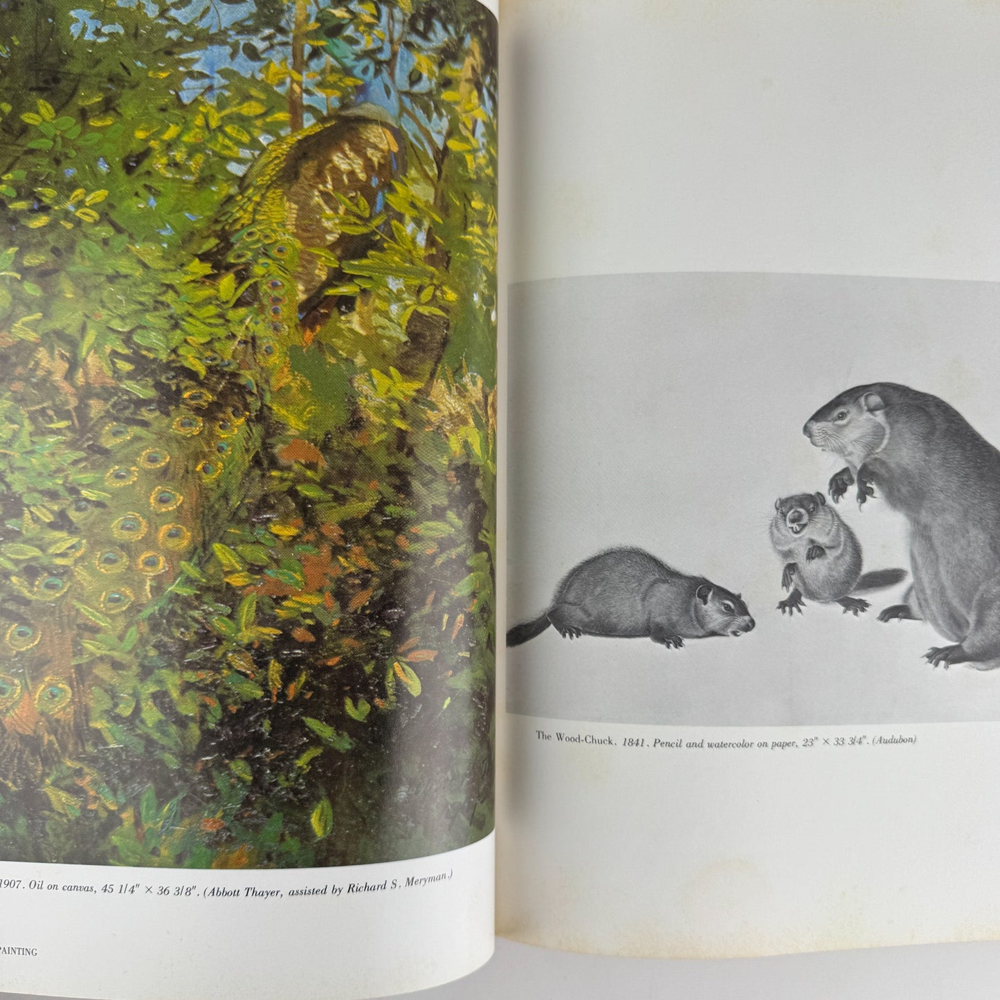 American Wildlife Painting, 1975, Fuertes, Audubon, Heade, Wilson, Thayer, Catesby - Pretty Old Books