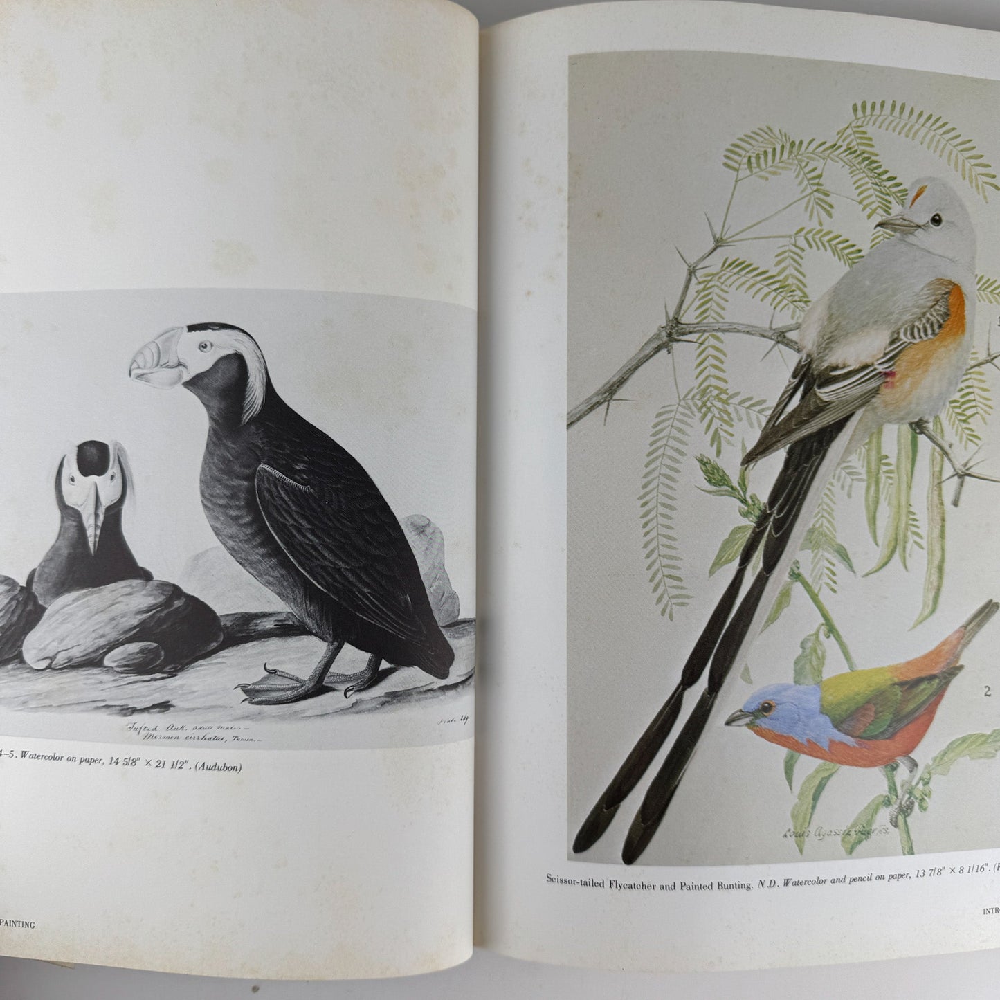 American Wildlife Painting, 1975, Fuertes, Audubon, Heade, Wilson, Thayer, Catesby - Pretty Old Books