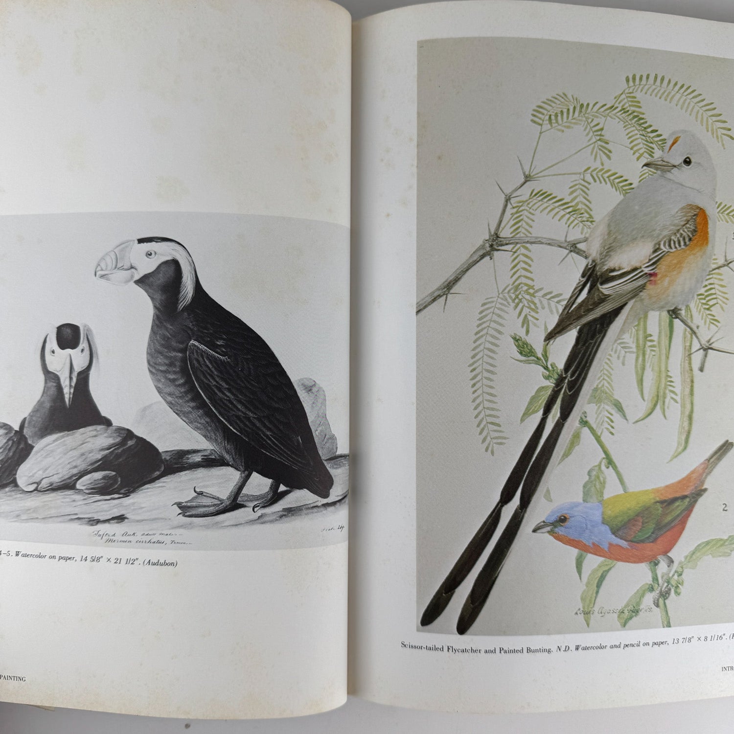 American Wildlife Painting, 1975, Fuertes, Audubon, Heade, Wilson, Thayer, Catesby - Pretty Old Books