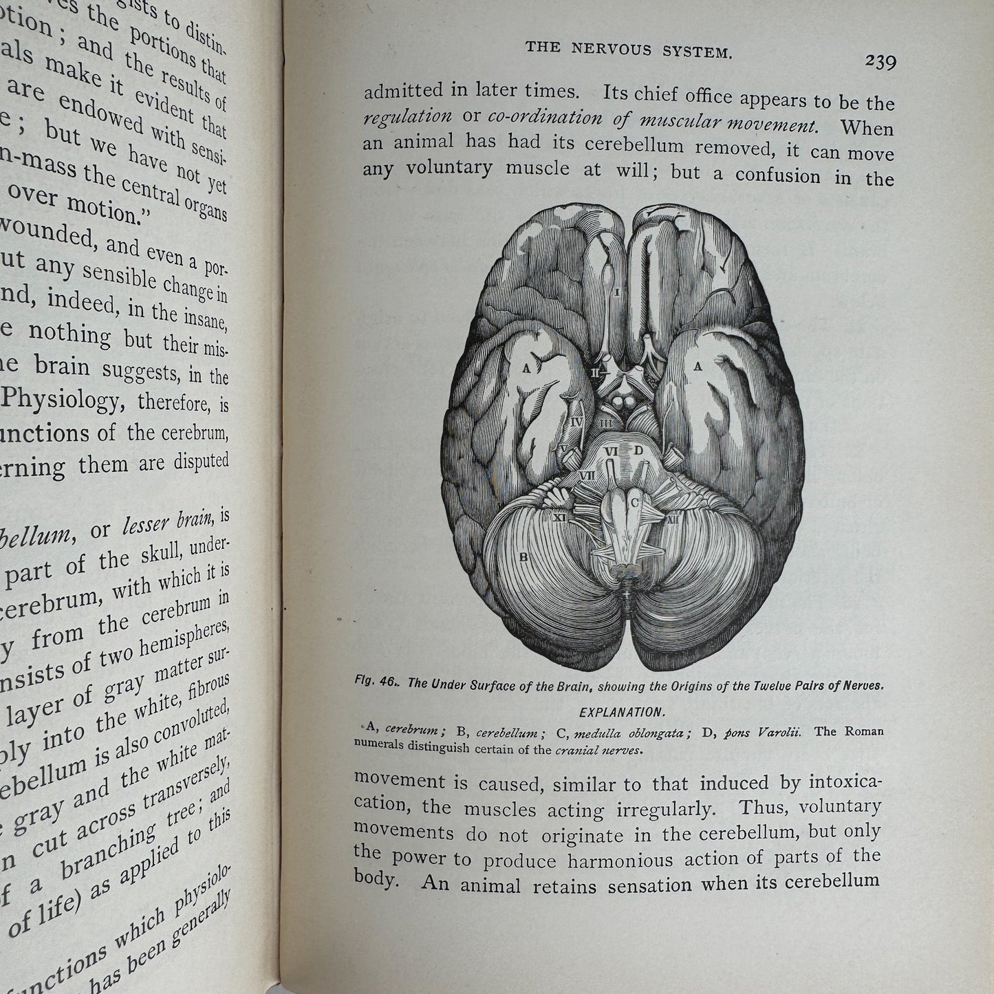 An Academic Physiology and Hygiene, 1899 Illustrated Anatomy Book - Pretty Old Books