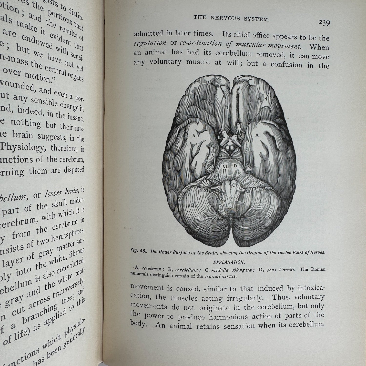 An Academic Physiology and Hygiene, 1899 Illustrated Anatomy Book - Pretty Old Books