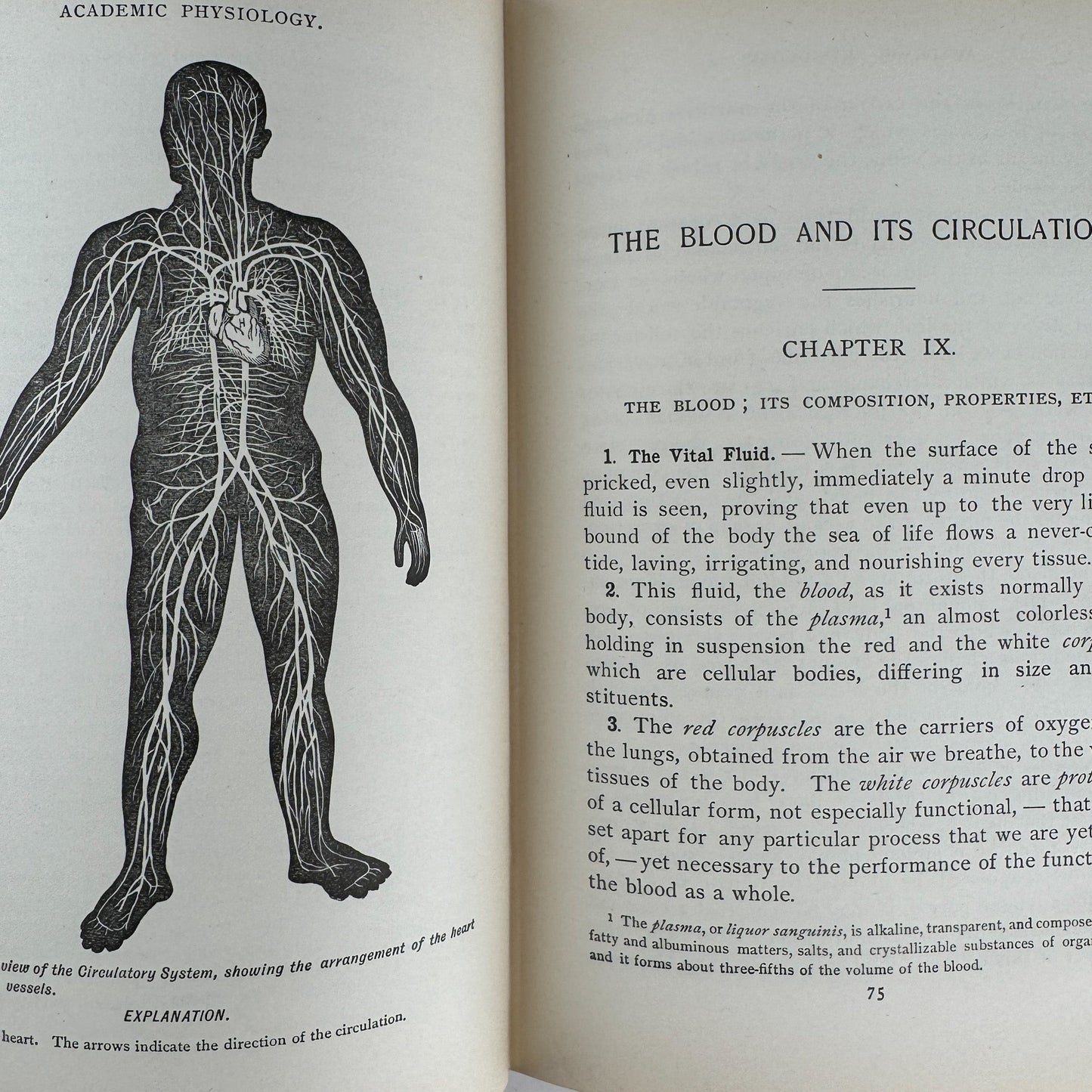 An Academic Physiology and Hygiene, 1899 Illustrated Anatomy Book - Pretty Old Books