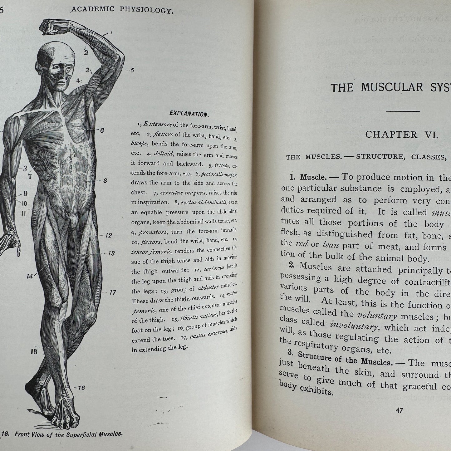 An Academic Physiology and Hygiene, 1899 Illustrated Anatomy Book - Pretty Old Books