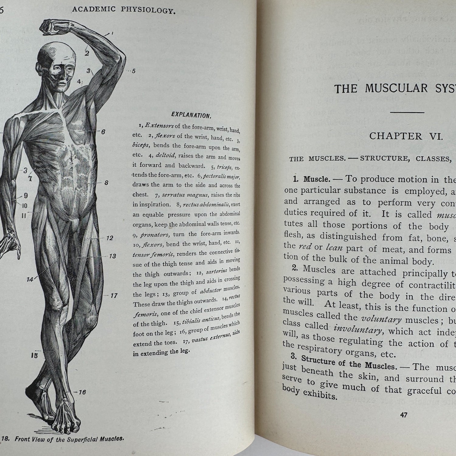 An Academic Physiology and Hygiene, 1899 Illustrated Anatomy Book - Pretty Old Books
