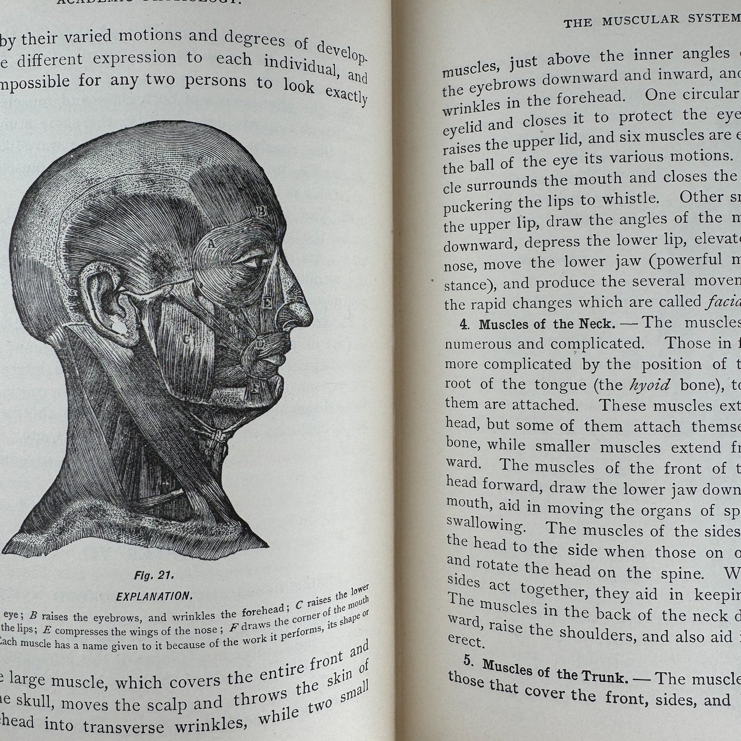 An Academic Physiology and Hygiene, 1899 Illustrated Anatomy Book - Pretty Old Books