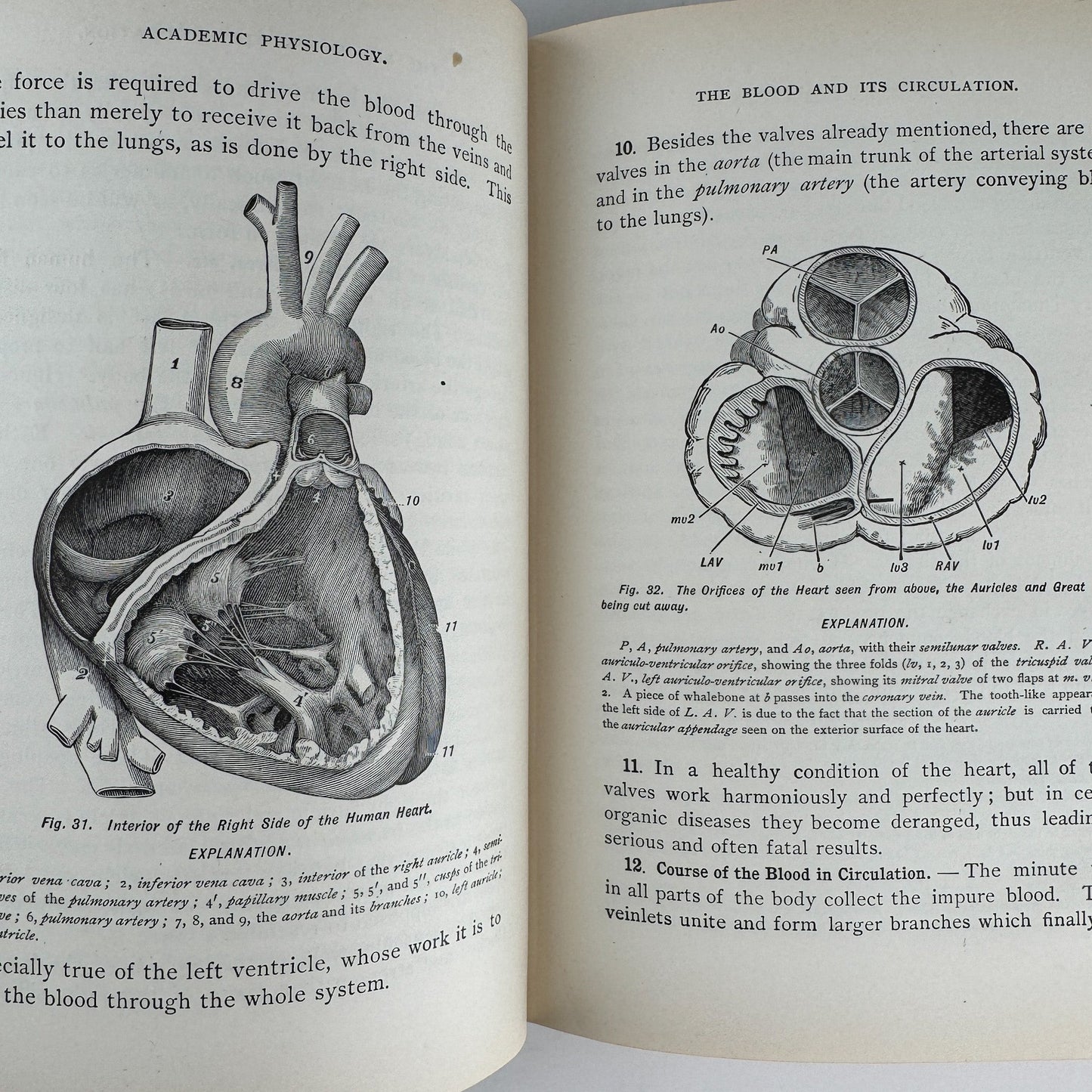 An Academic Physiology and Hygiene, 1899 Illustrated Anatomy Book - Pretty Old Books