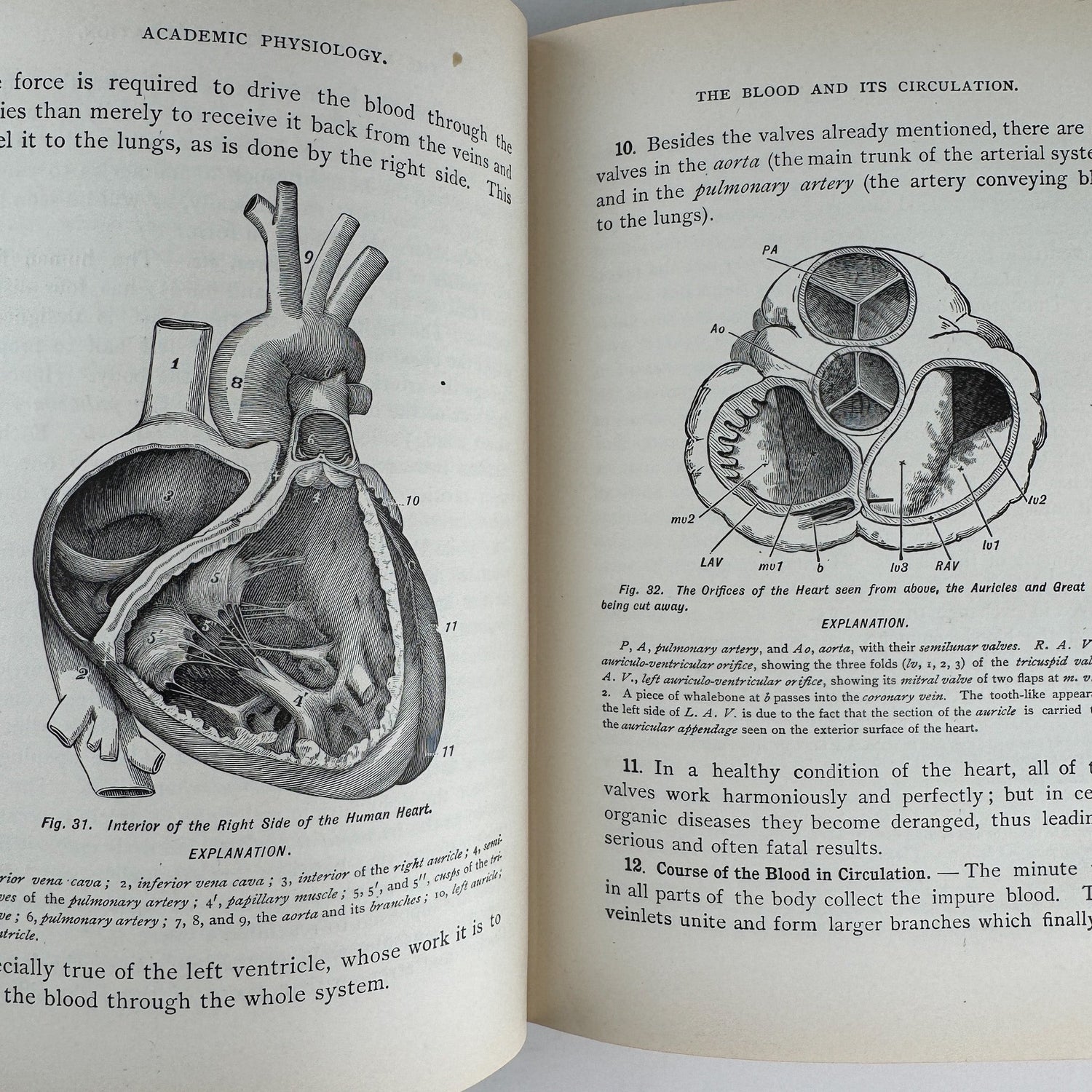 An Academic Physiology and Hygiene, 1899 Illustrated Anatomy Book - Pretty Old Books