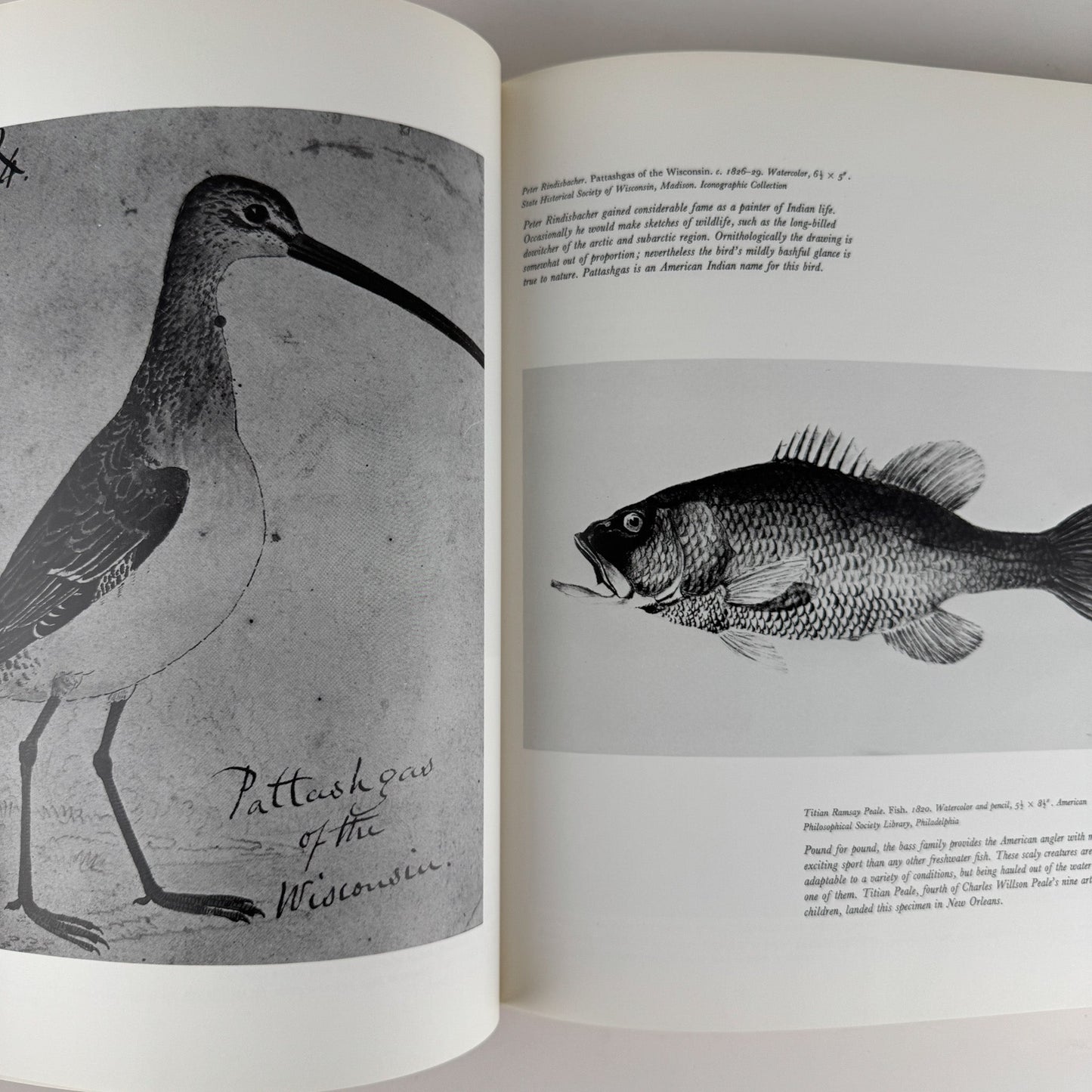 An American Bestiary, 1979, Illustrated Coffee Table Book - Pretty Old Books