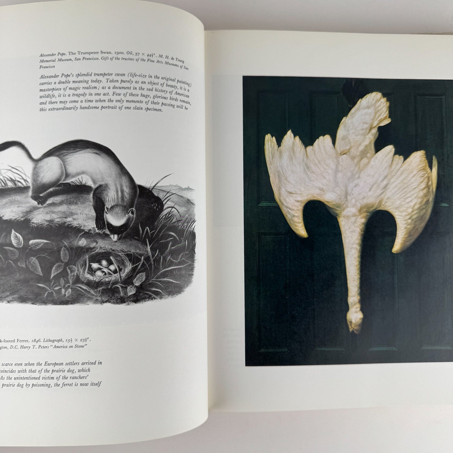 An American Bestiary, 1979, Illustrated Coffee Table Book - Pretty Old Books