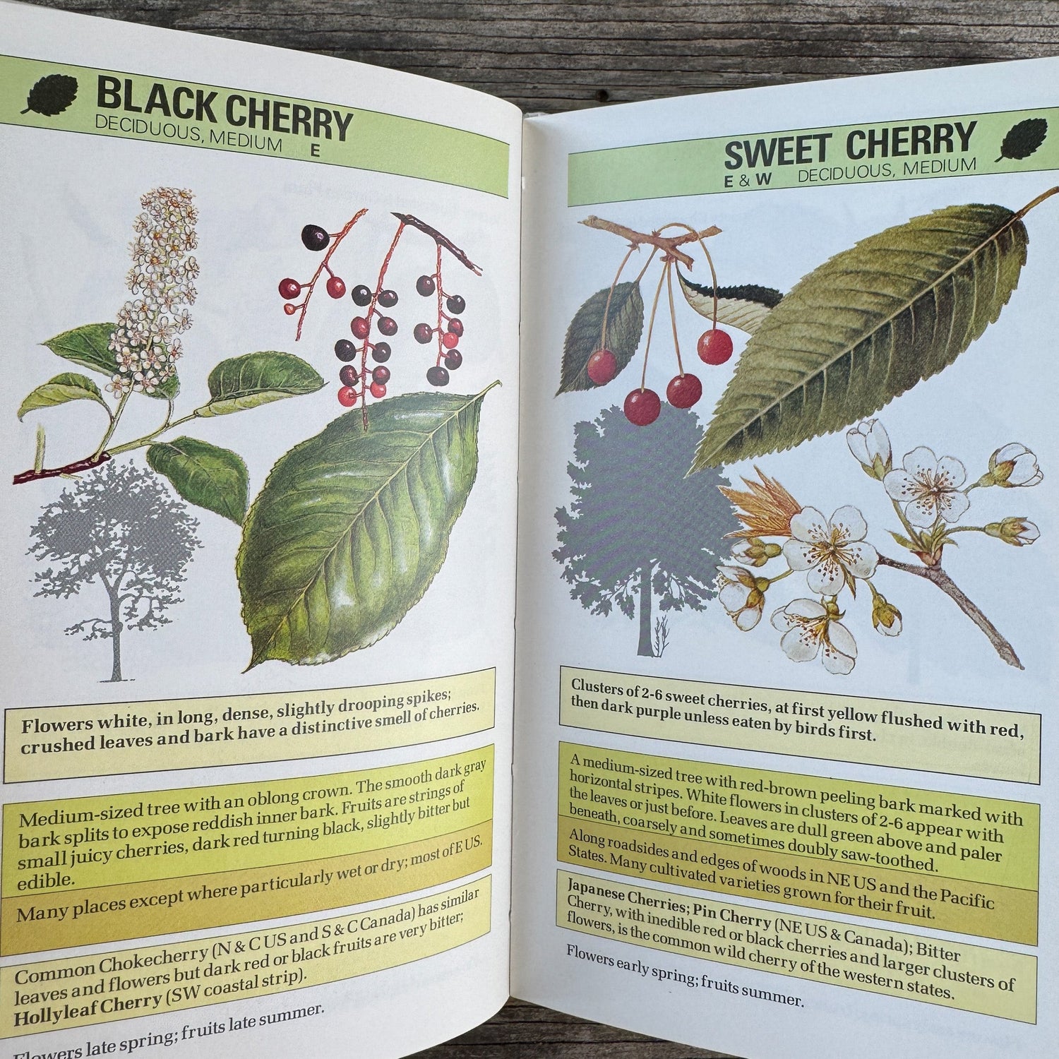 An Instant Guide to Trees Hardcover Field Guide, 1985 - Pretty Old Books