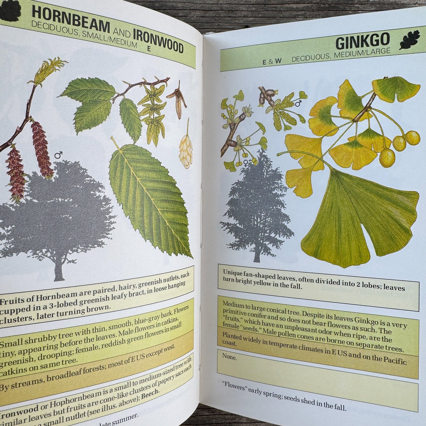 An Instant Guide to Trees Hardcover Field Guide, 1985 - Pretty Old Books