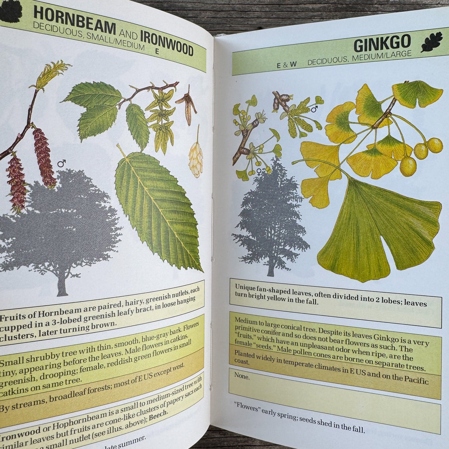 An Instant Guide to Trees Hardcover Field Guide, 1985 - Pretty Old Books