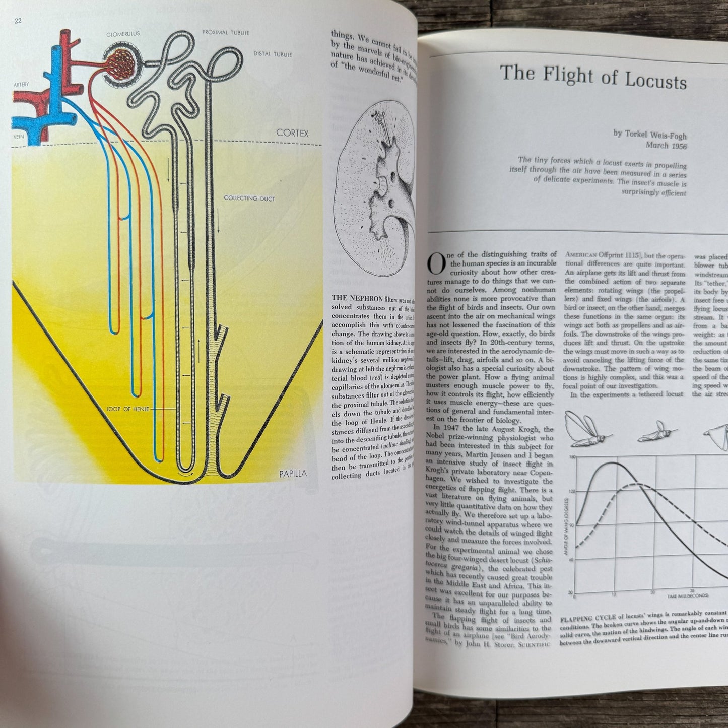 Animal Engineering: Readings from Scientific American, 1974 - Pretty Old Books