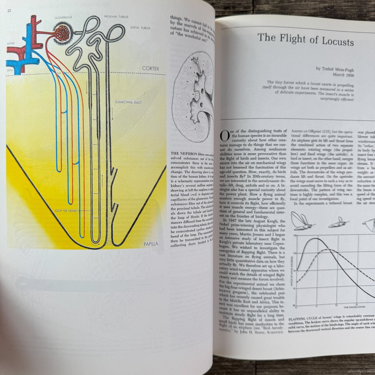 Animal Engineering: Readings from Scientific American, 1974 - Pretty Old Books
