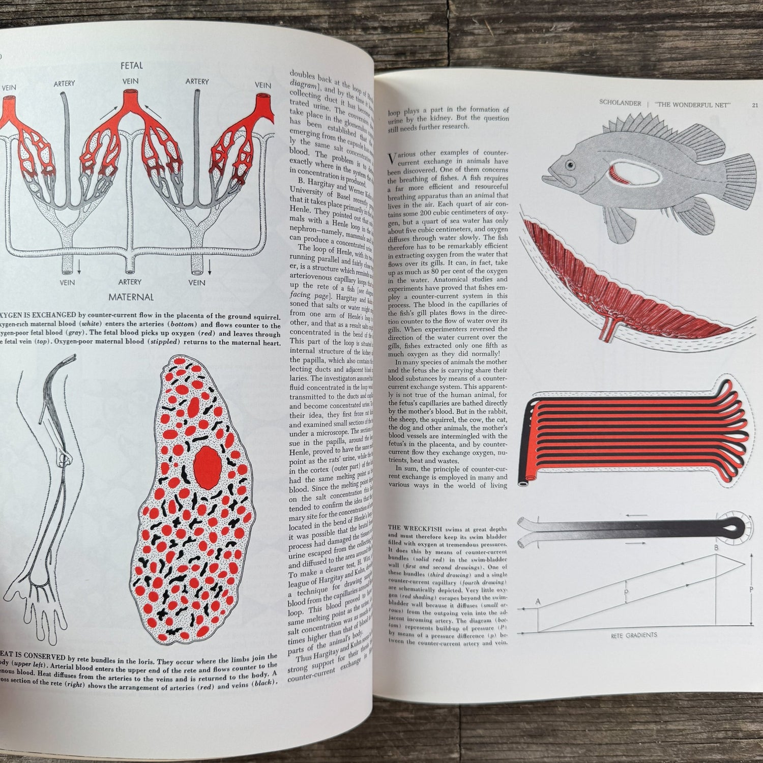 Animal Engineering: Readings from Scientific American, 1974 - Pretty Old Books