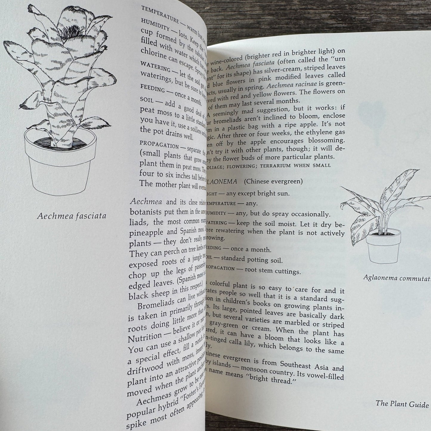 Apartment Greenery, Jean F. Blashfield, 1975 - Pretty Old Books