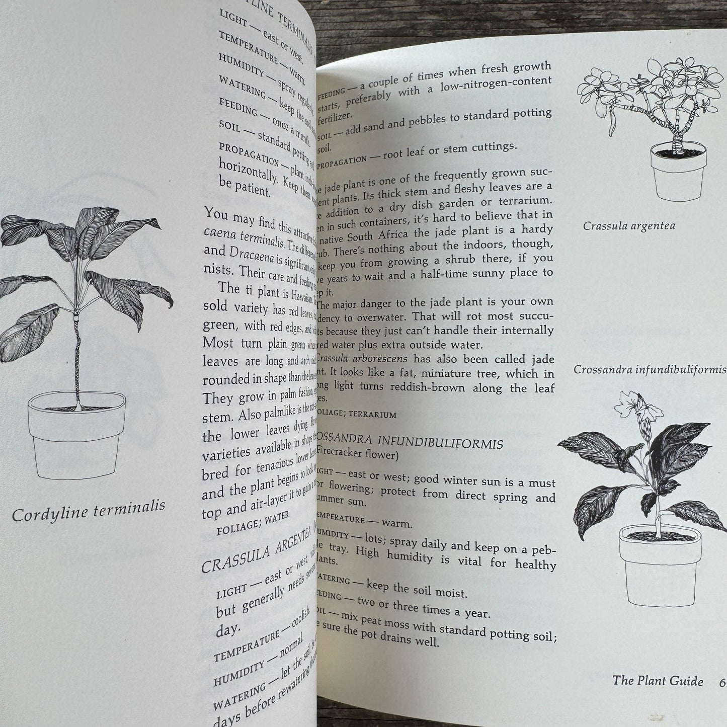 Apartment Greenery, Jean F. Blashfield, 1975 - Pretty Old Books