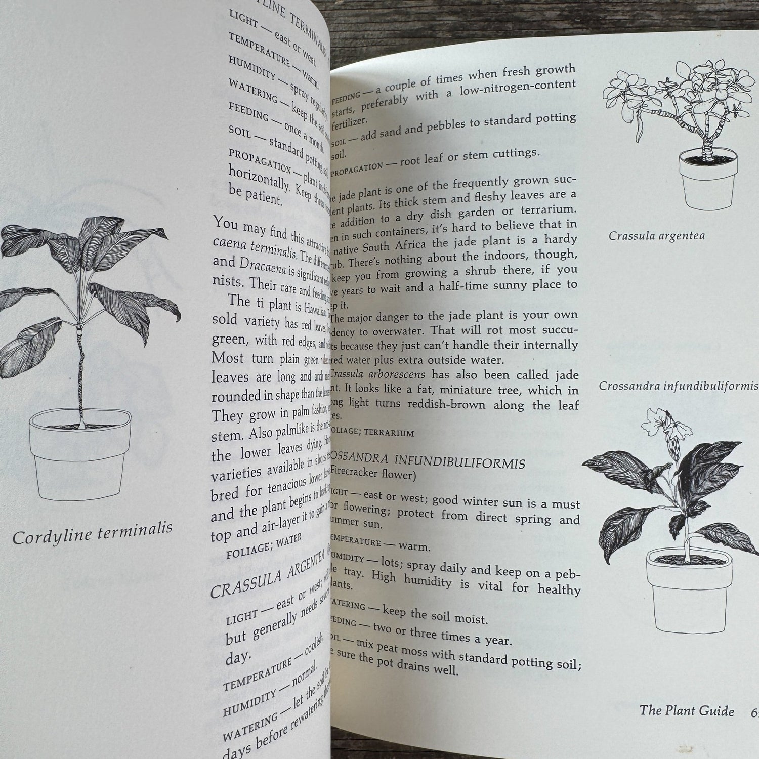 Apartment Greenery, Jean F. Blashfield, 1975 - Pretty Old Books