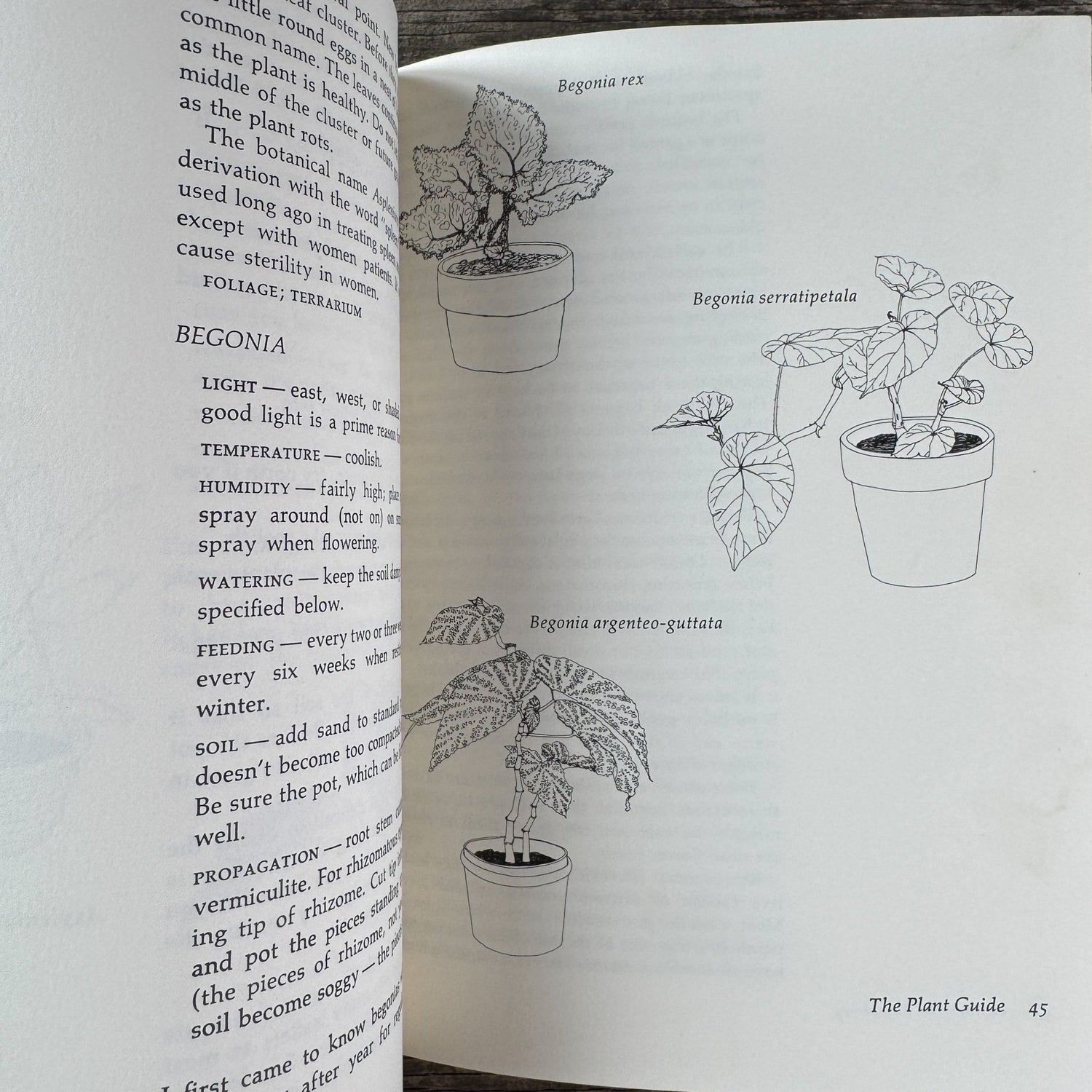 Apartment Greenery, Jean F. Blashfield, 1975 - Pretty Old Books
