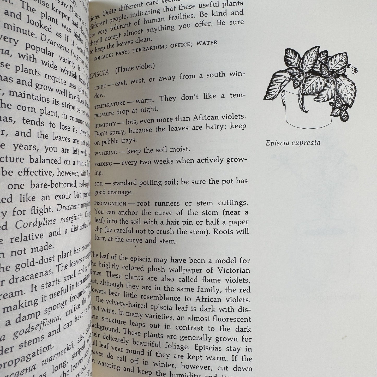 Apartment Greenery, Jean F. Blashfield, 1975 - Pretty Old Books