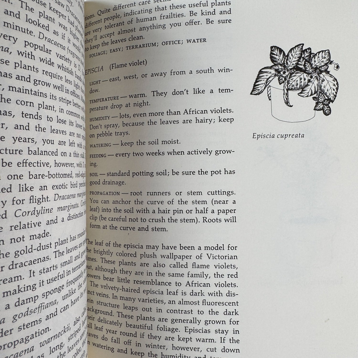 Apartment Greenery, Jean F. Blashfield, 1975 - Pretty Old Books
