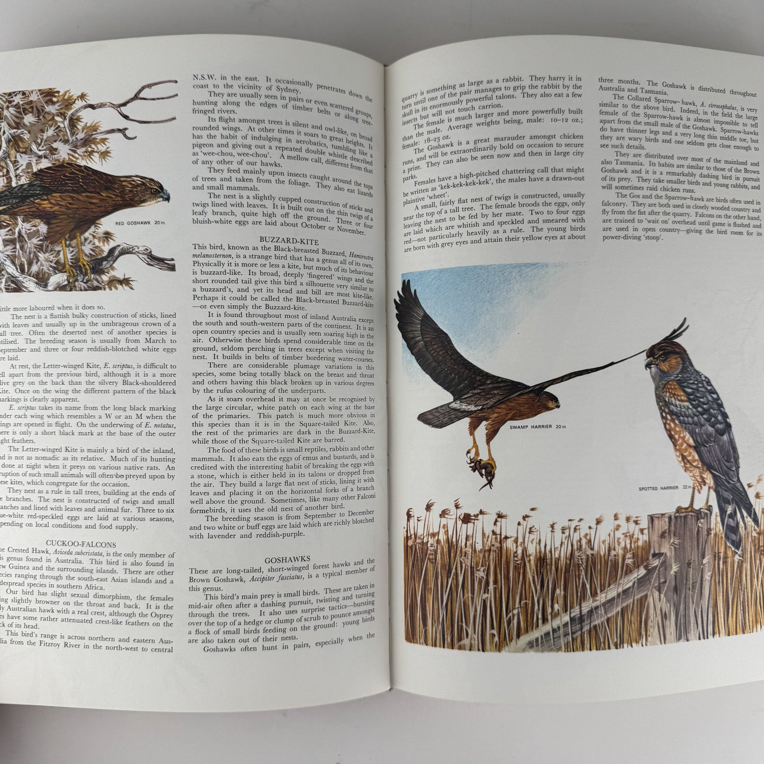 Australian Birds, Robin Hill, 1967, Oversized Illustrated Bird Book - Pretty Old Books