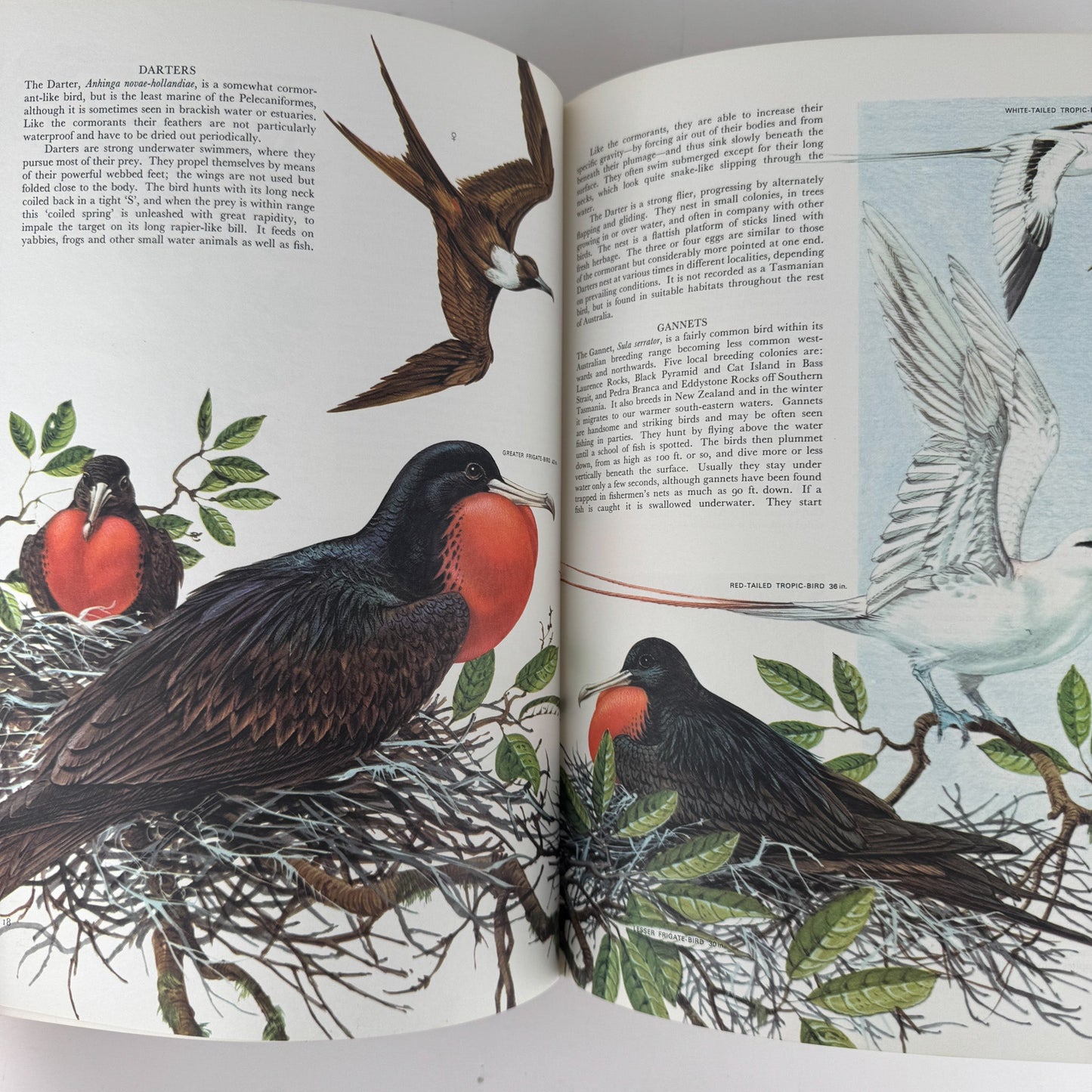 Australian Birds, Robin Hill, 1967, Oversized Illustrated Bird Book - Pretty Old Books
